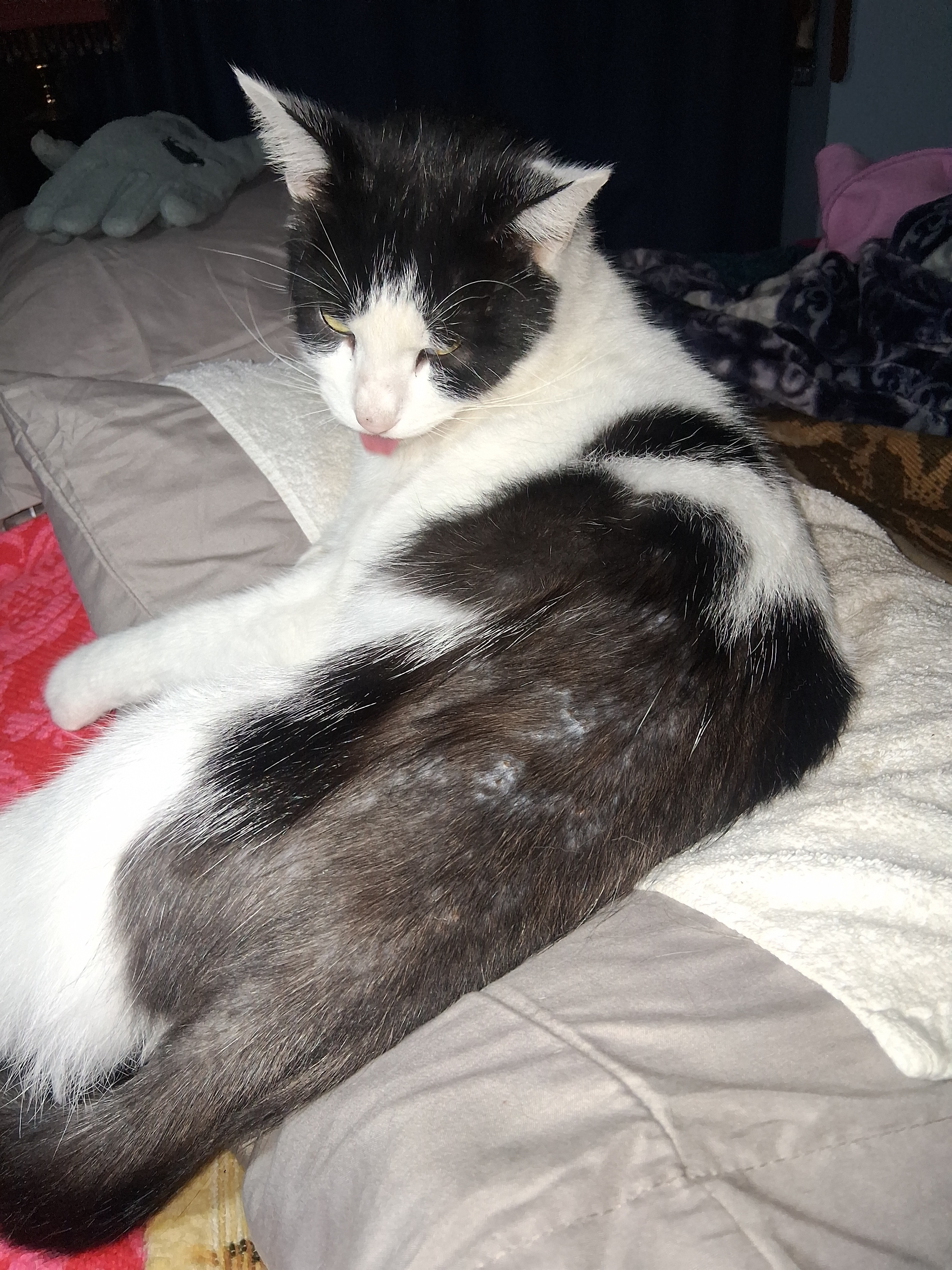 Emergency Vet Care for Cuddles and Moo campaign photo, 7 of 8