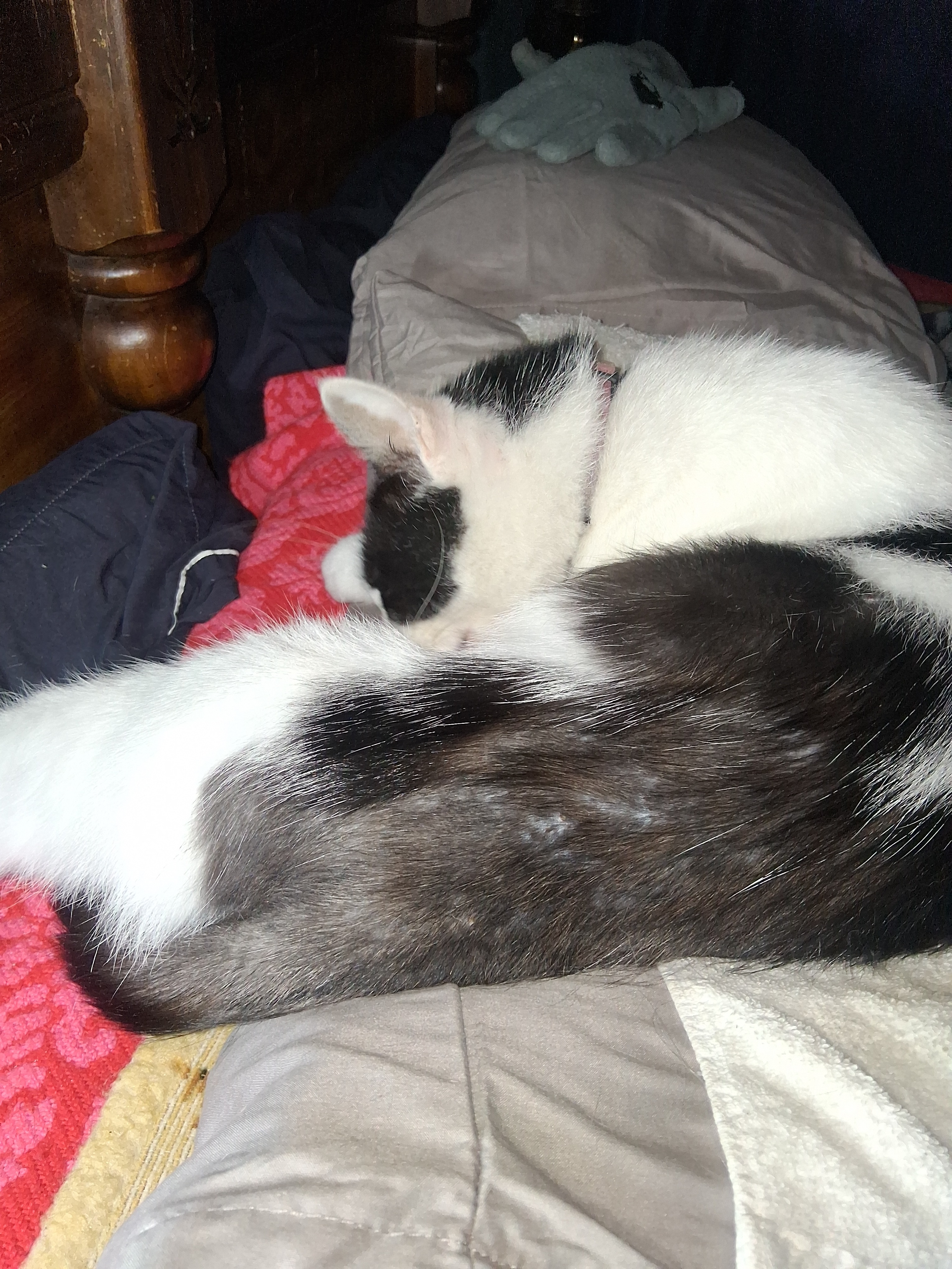 Emergency Vet Care for Cuddles and Moo campaign photo, 6 of 8