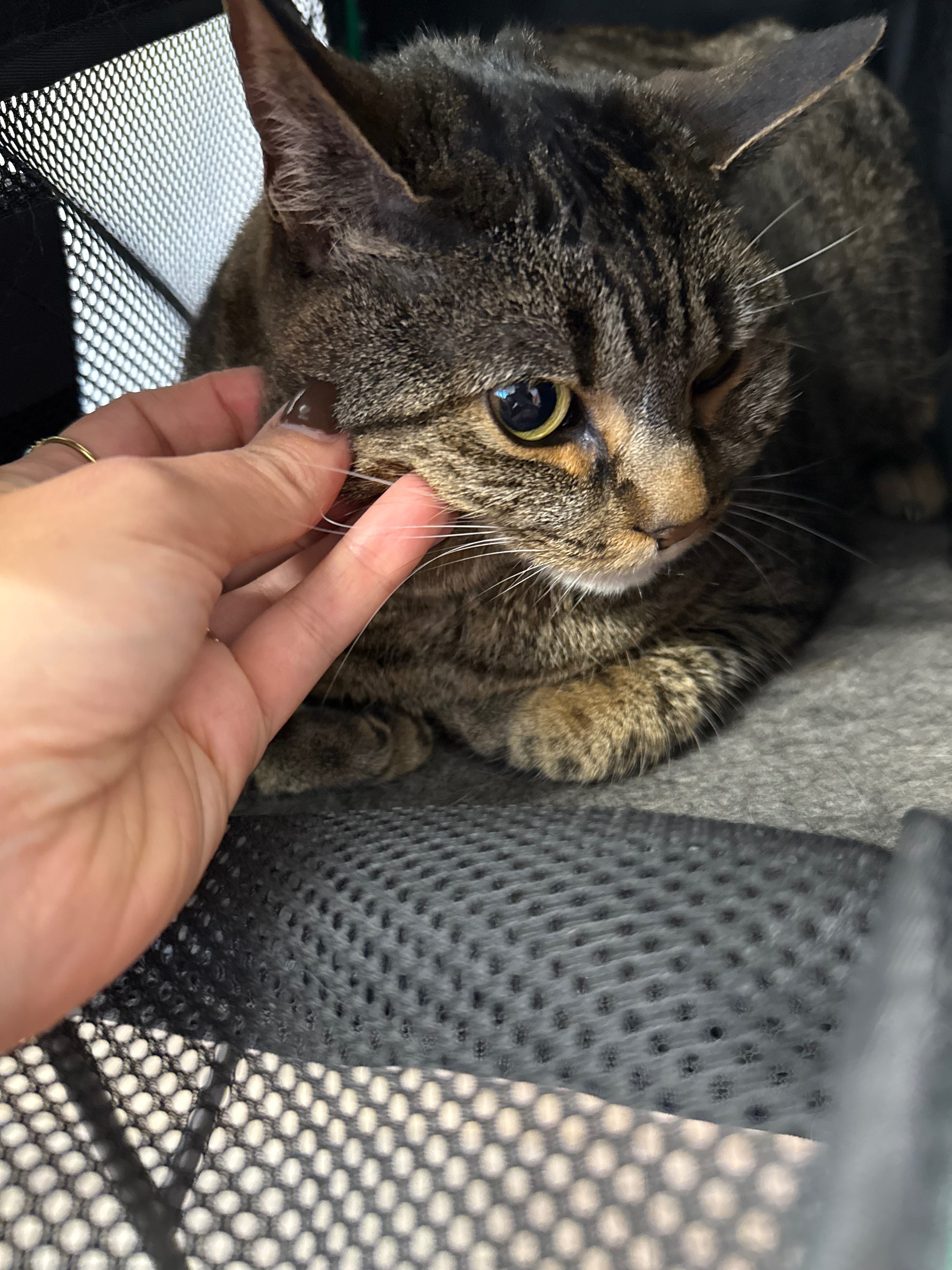 Donate to Zoey's Vet Care and Healing Journey campaign photo, 2 of 6