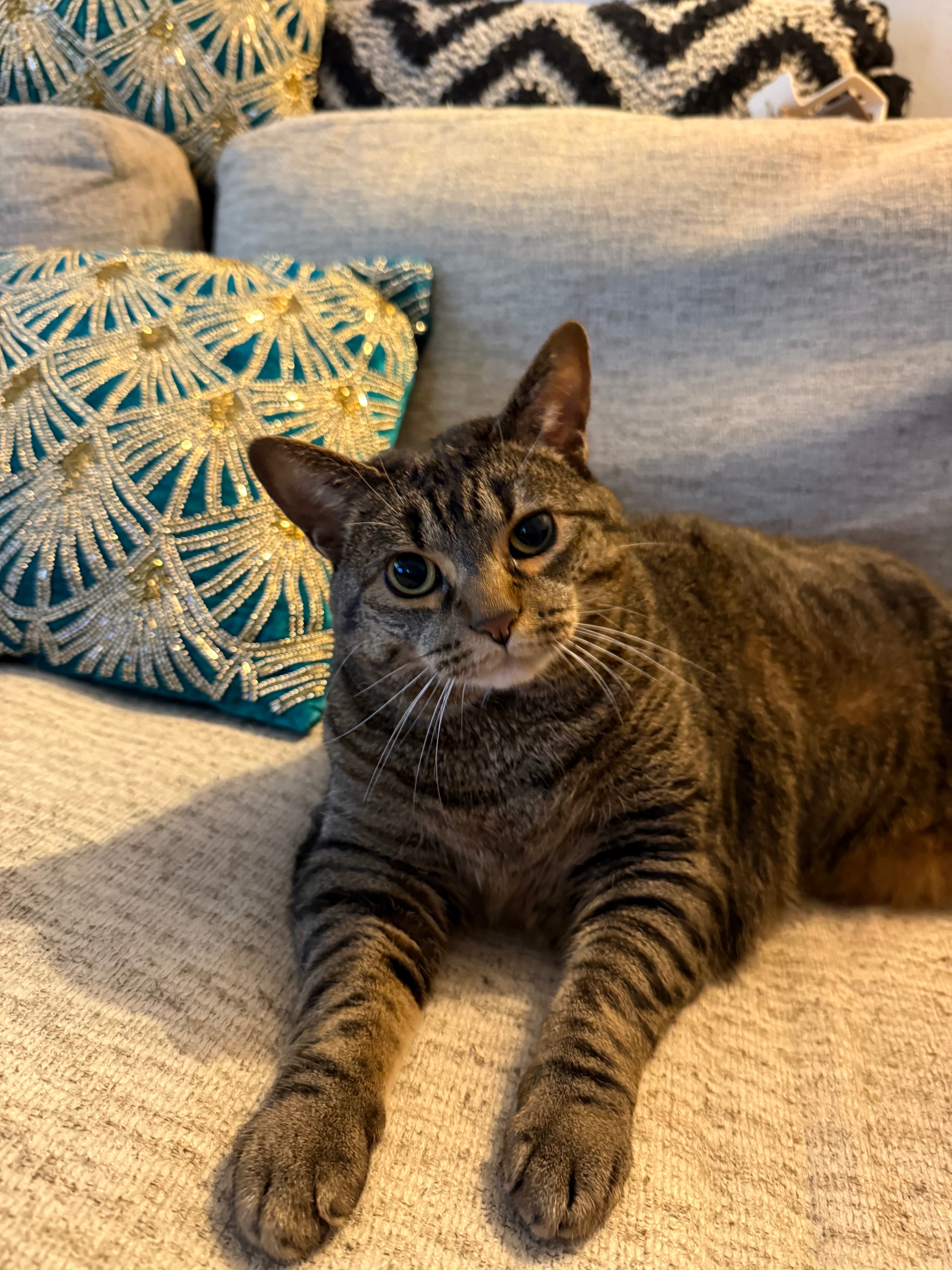 Donate to Zoey's Vet Care and Healing Journey campaign photo, 4 of 6