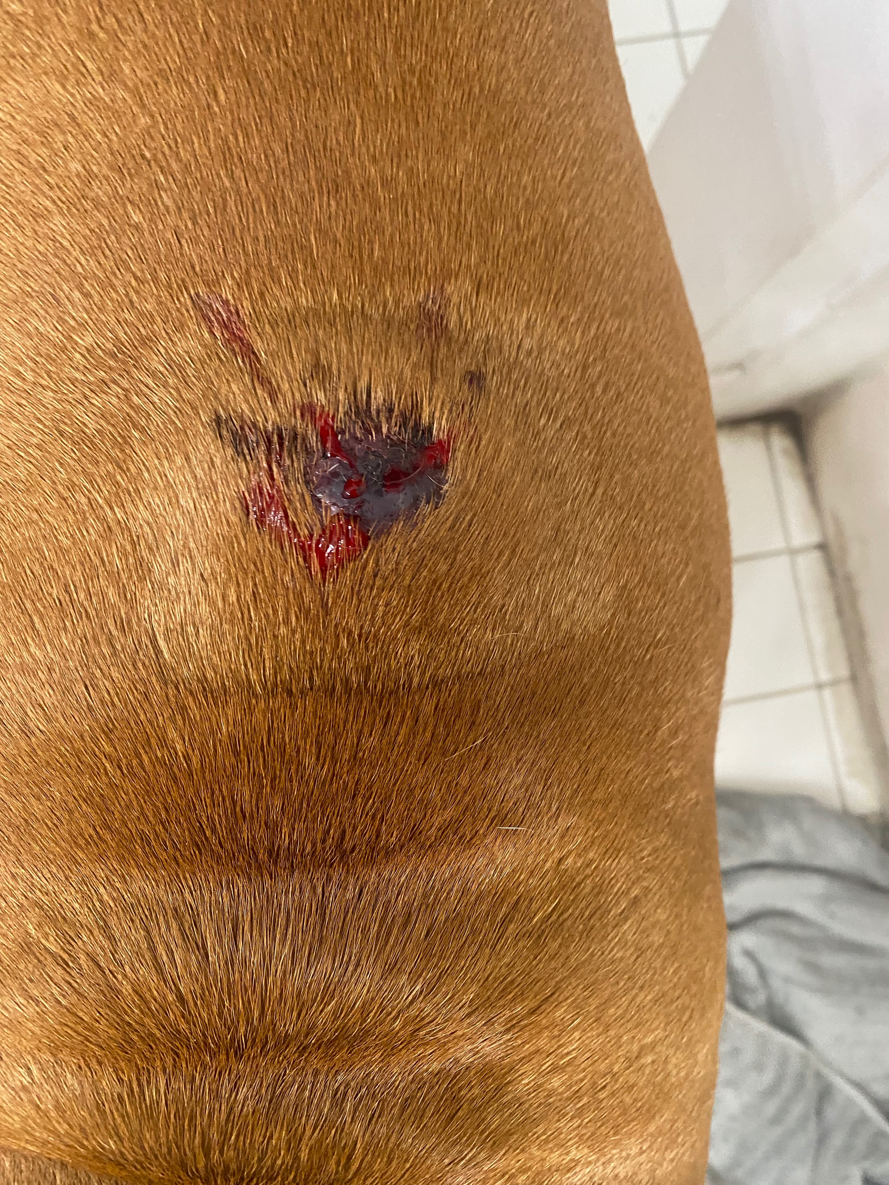 Save Athena: Urgent Cancer Treatment Fund campaign photo, 4 of 5