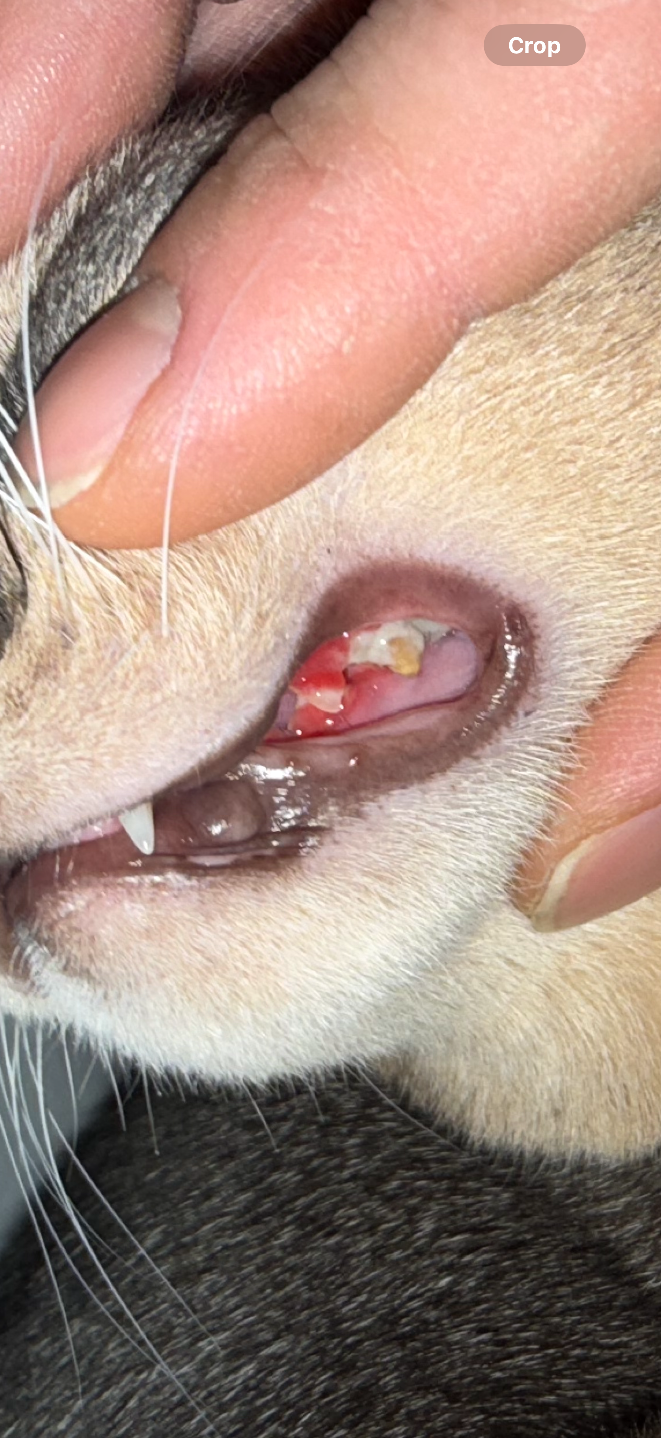 Cleo needs her teeth removed from gum disease campaign photo, 2 of 5