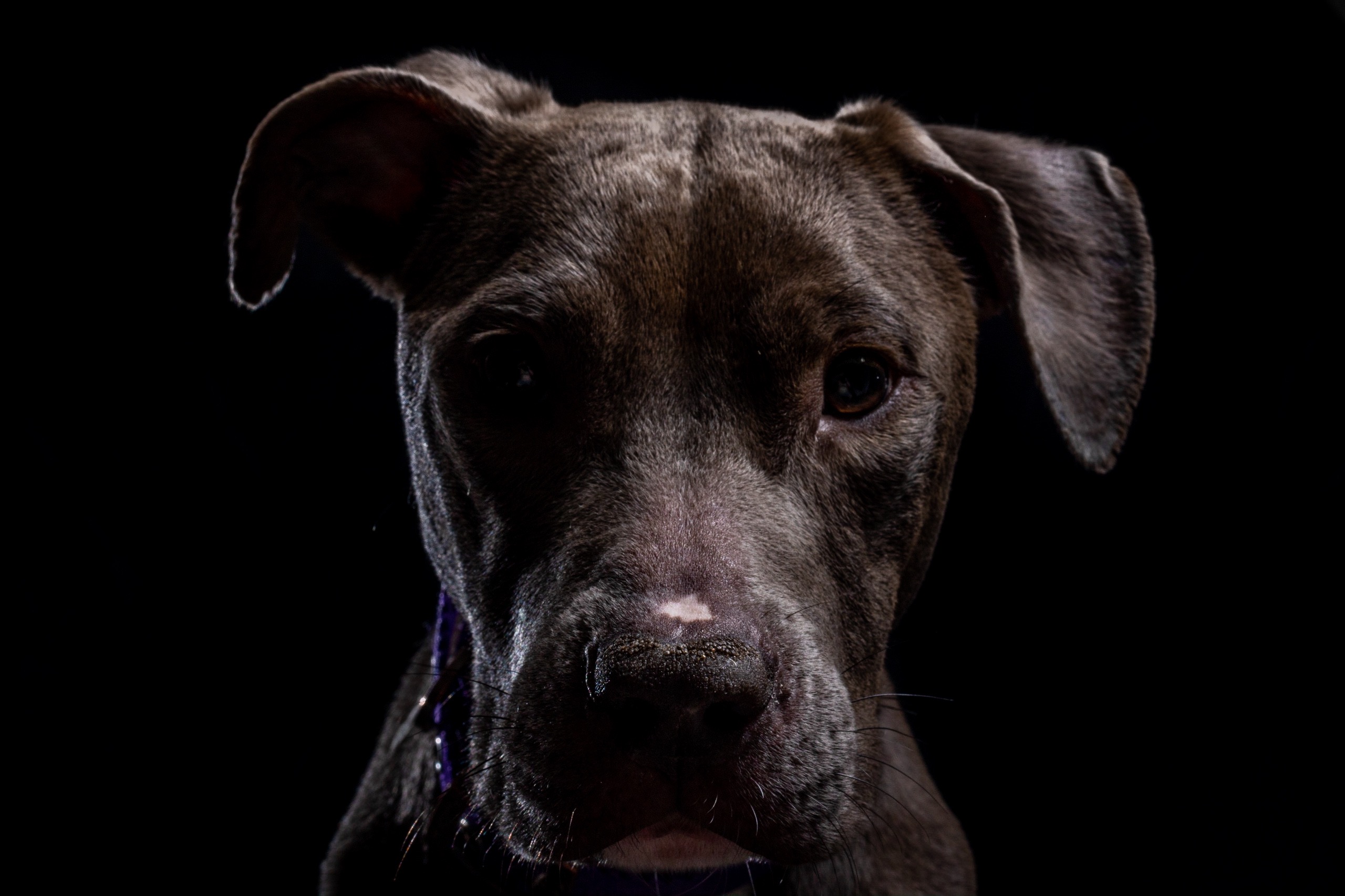 Help Harley Get Emergency Surgery campaign photo, 7 of 8