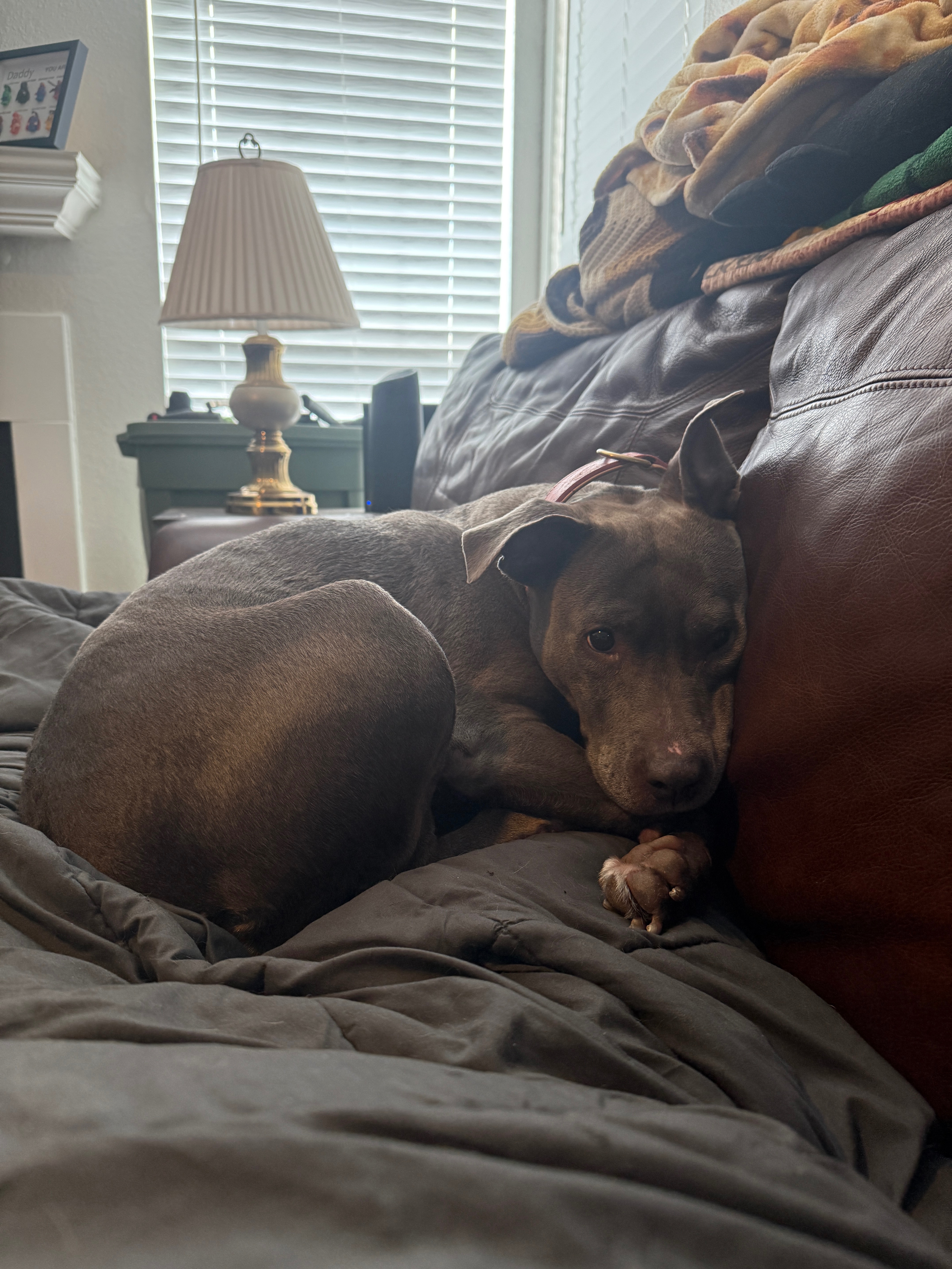 Help Harley Get Emergency Surgery campaign photo, 4 of 8