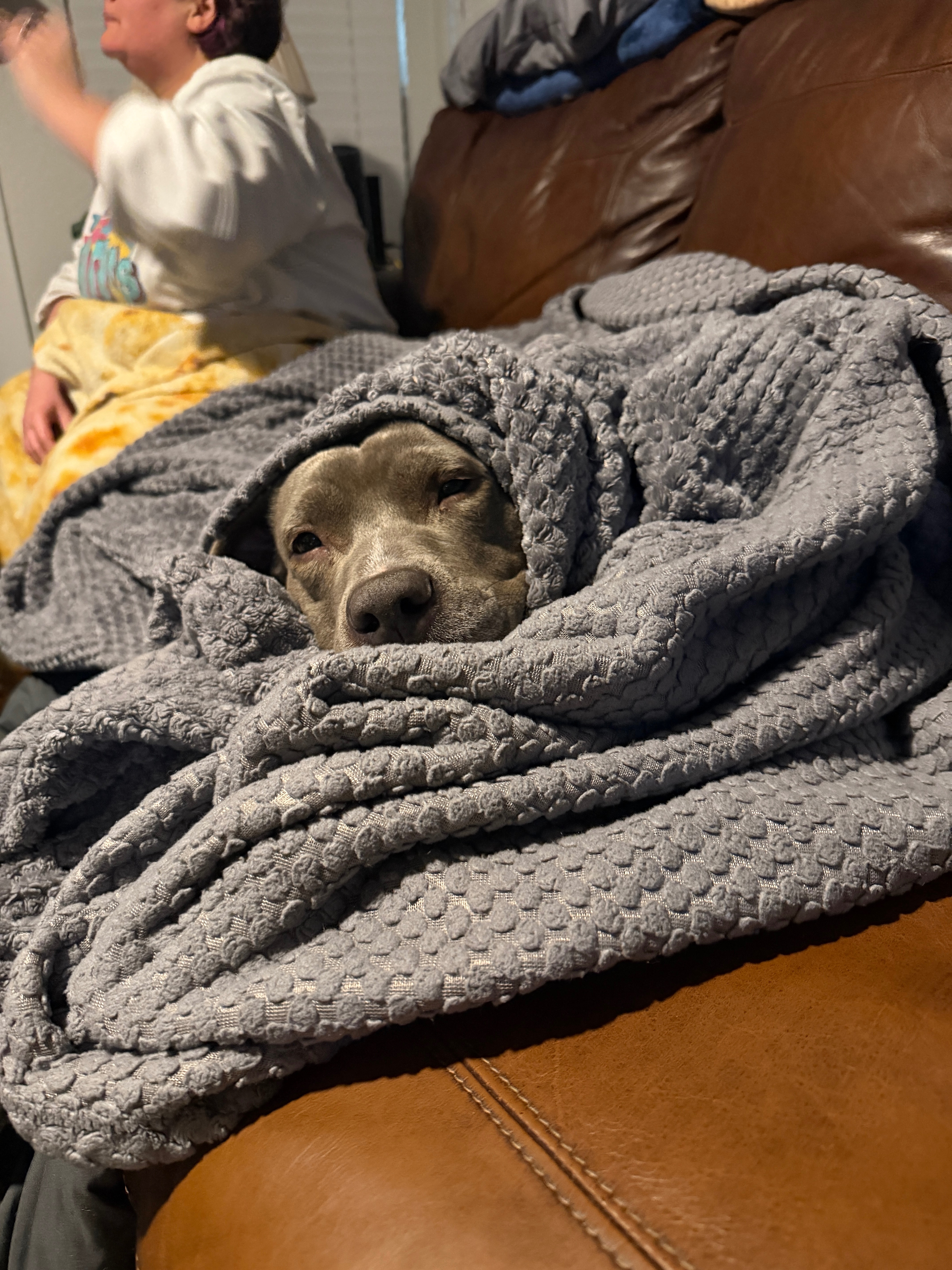 Help Harley Get Emergency Surgery campaign photo, 6 of 8
