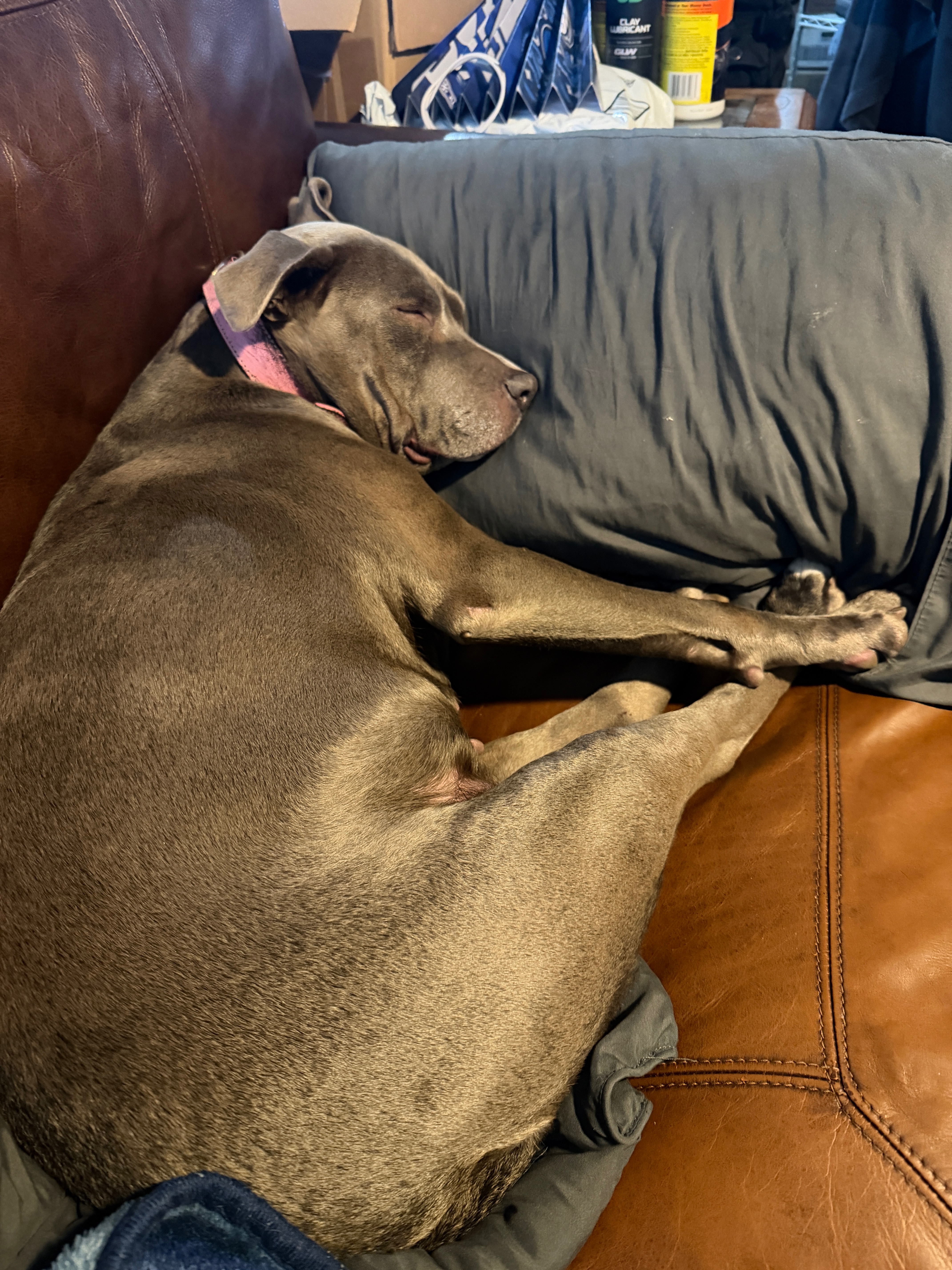 Help Harley Get Emergency Surgery campaign photo, 5 of 8