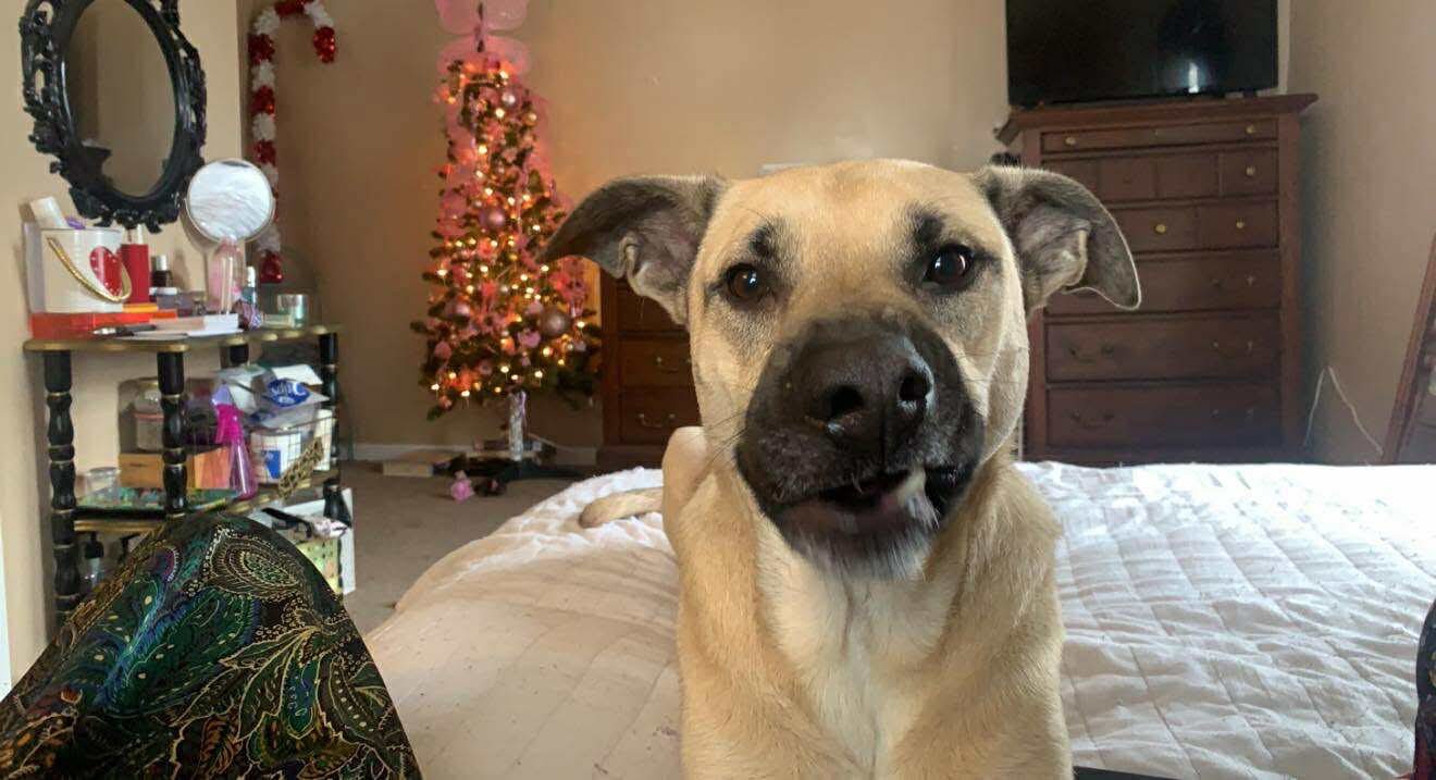 Save Jackson: Emergency Surgery Needed campaign photo, 7 of 8