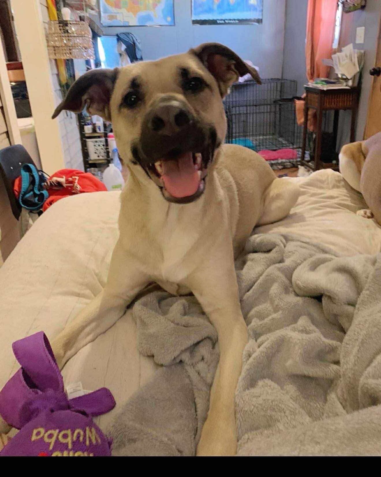 Save Jackson: Emergency Surgery Needed campaign photo, 2 of 8