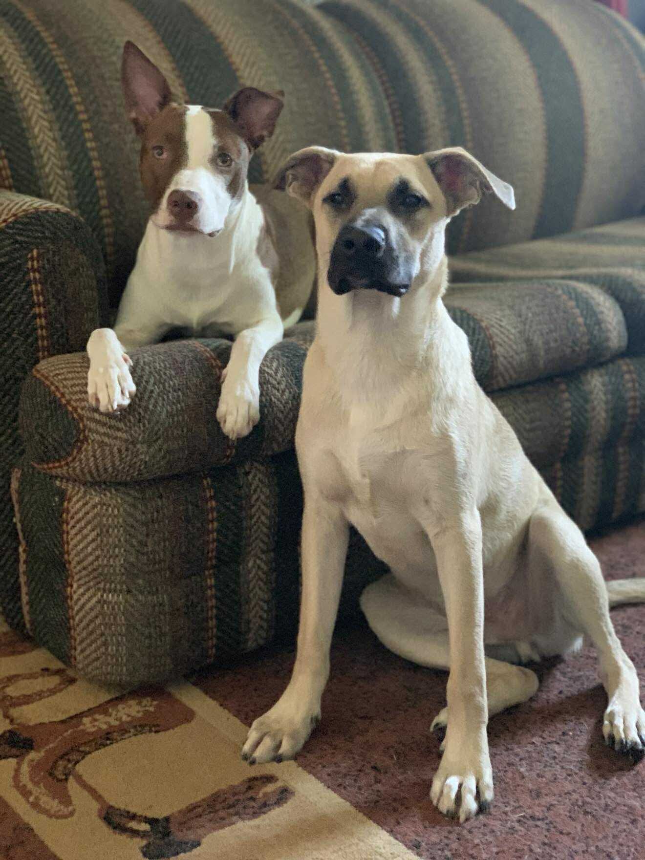 Save Jackson: Emergency Surgery Needed campaign photo, 4 of 8