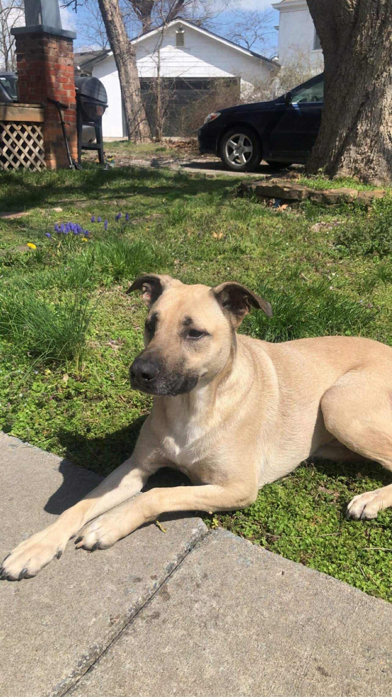 Save Jackson: Emergency Surgery Needed campaign photo, 6 of 8