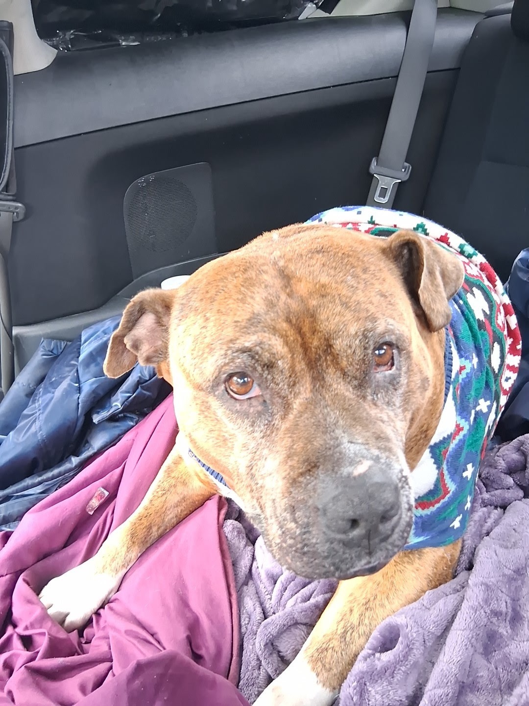 Help Penelope Get Life-Saving Surgery campaign photo, 6 of 7