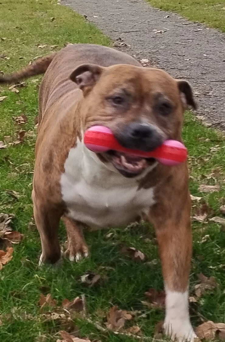 Help Penelope Get Life-Saving Surgery campaign photo, 2 of 7