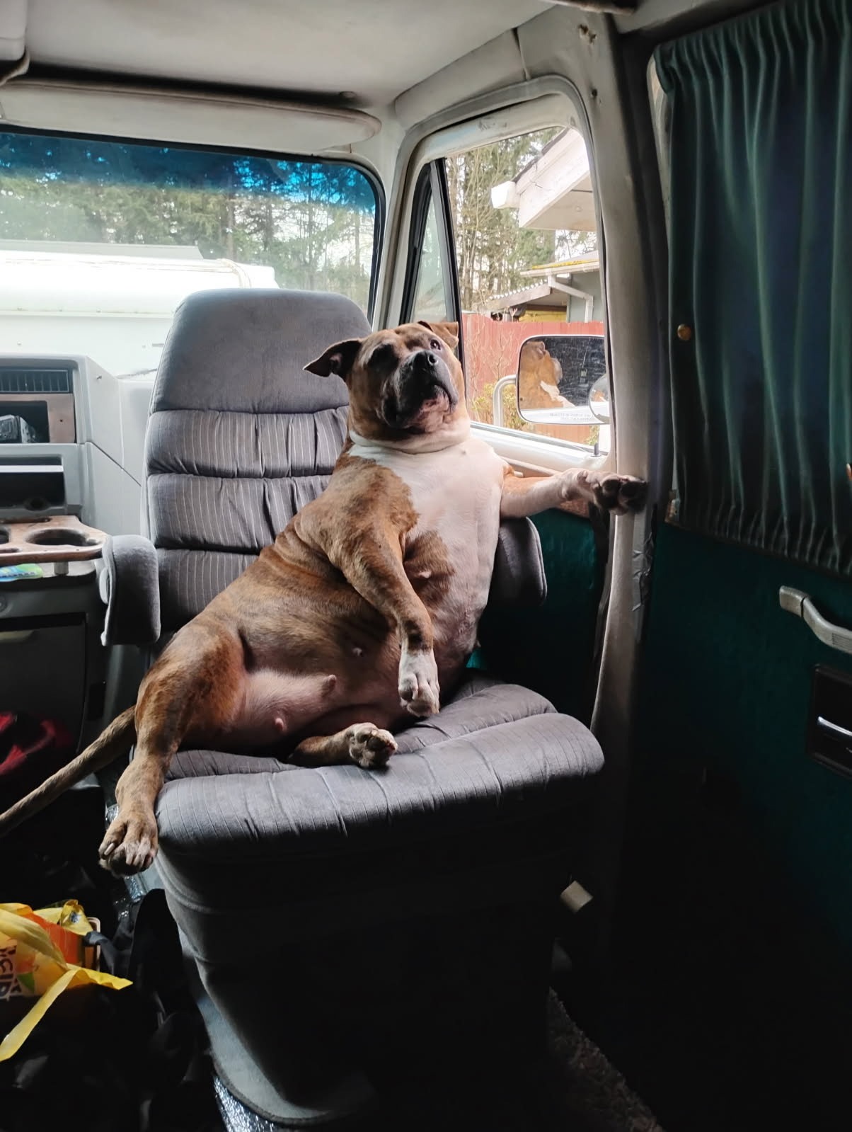 Help Penelope Get Life-Saving Surgery campaign photo, 4 of 7