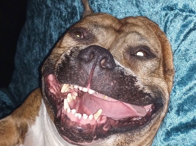Help Penelope Get Life-Saving Surgery campaign photo, 5 of 7