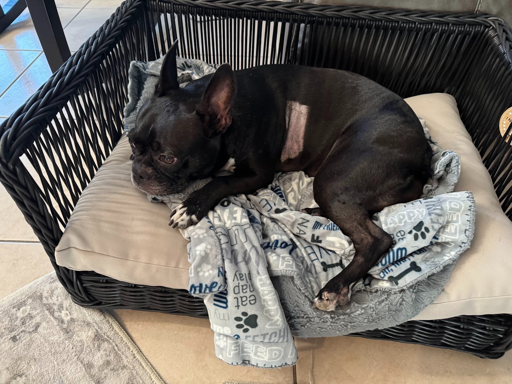 Please help support Lumi's Life-Saving Treatment campaign photo, 7 of 8