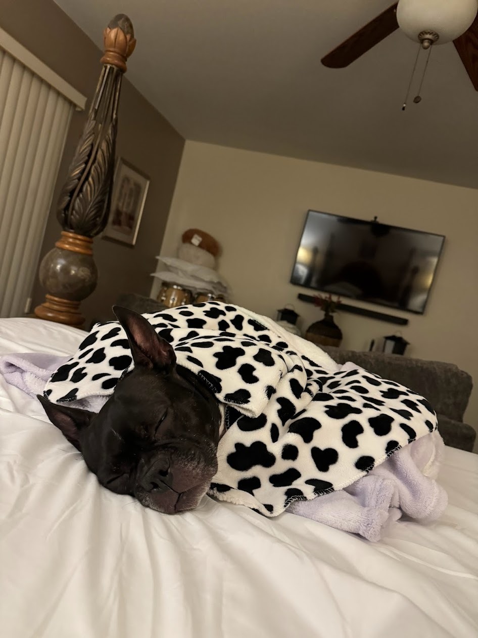 Please help support Lumi's Life-Saving Treatment campaign photo, 5 of 8