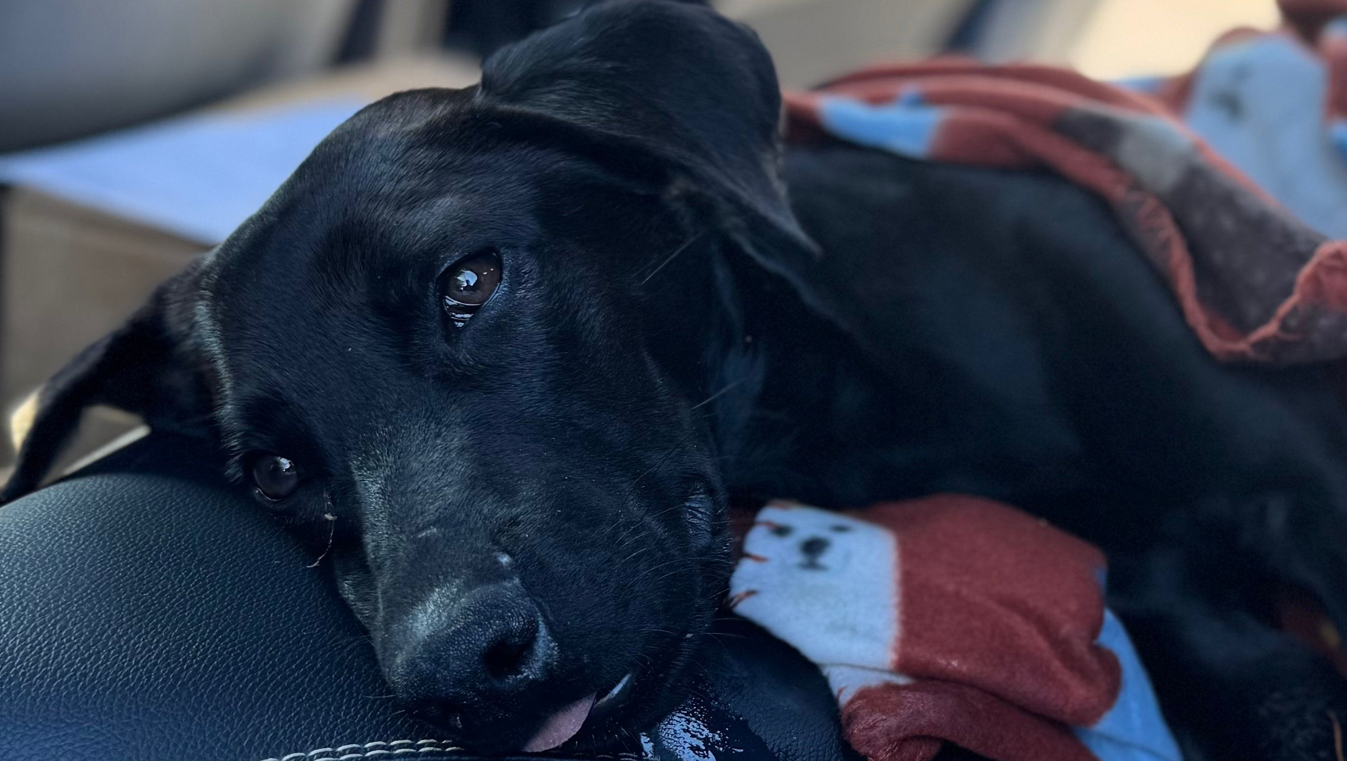 Urgent Help Needed to Save Knight's Life