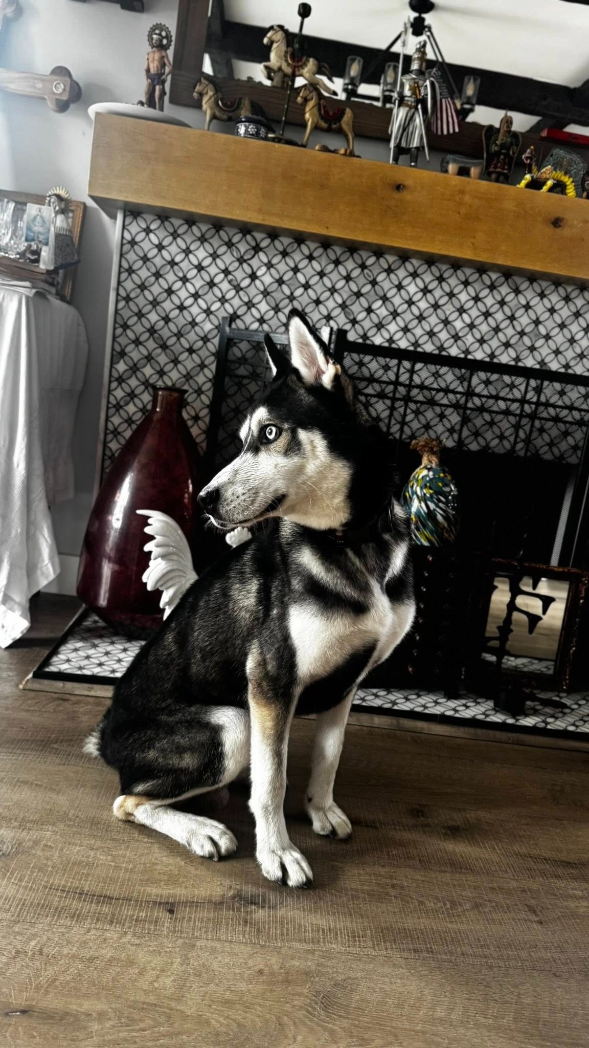 Help an LBSA Vet Student Give Our TALB Pup His Forever Home! campaign photo, 5 of 6