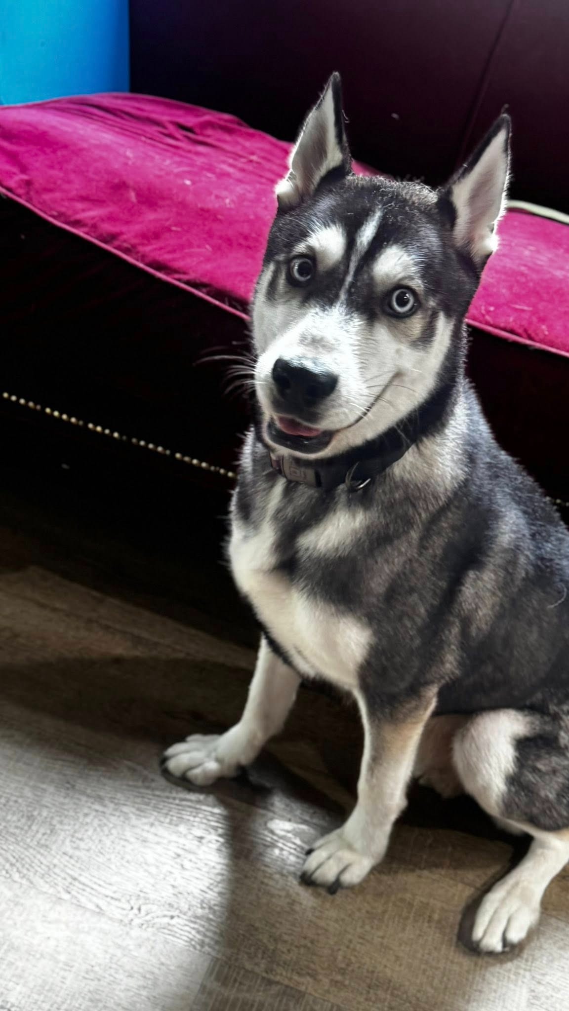 Help an LBSA Vet Student Give Our TALB Pup His Forever Home! campaign photo, 2 of 6