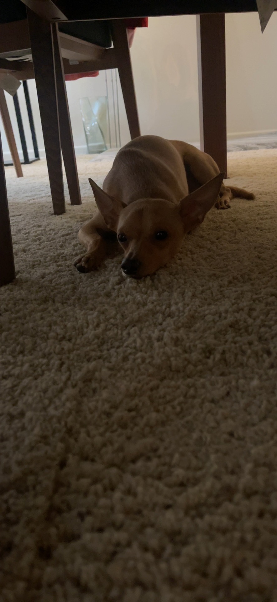 Help Jack Get Life-Saving Surgery campaign photo, 6 of 7