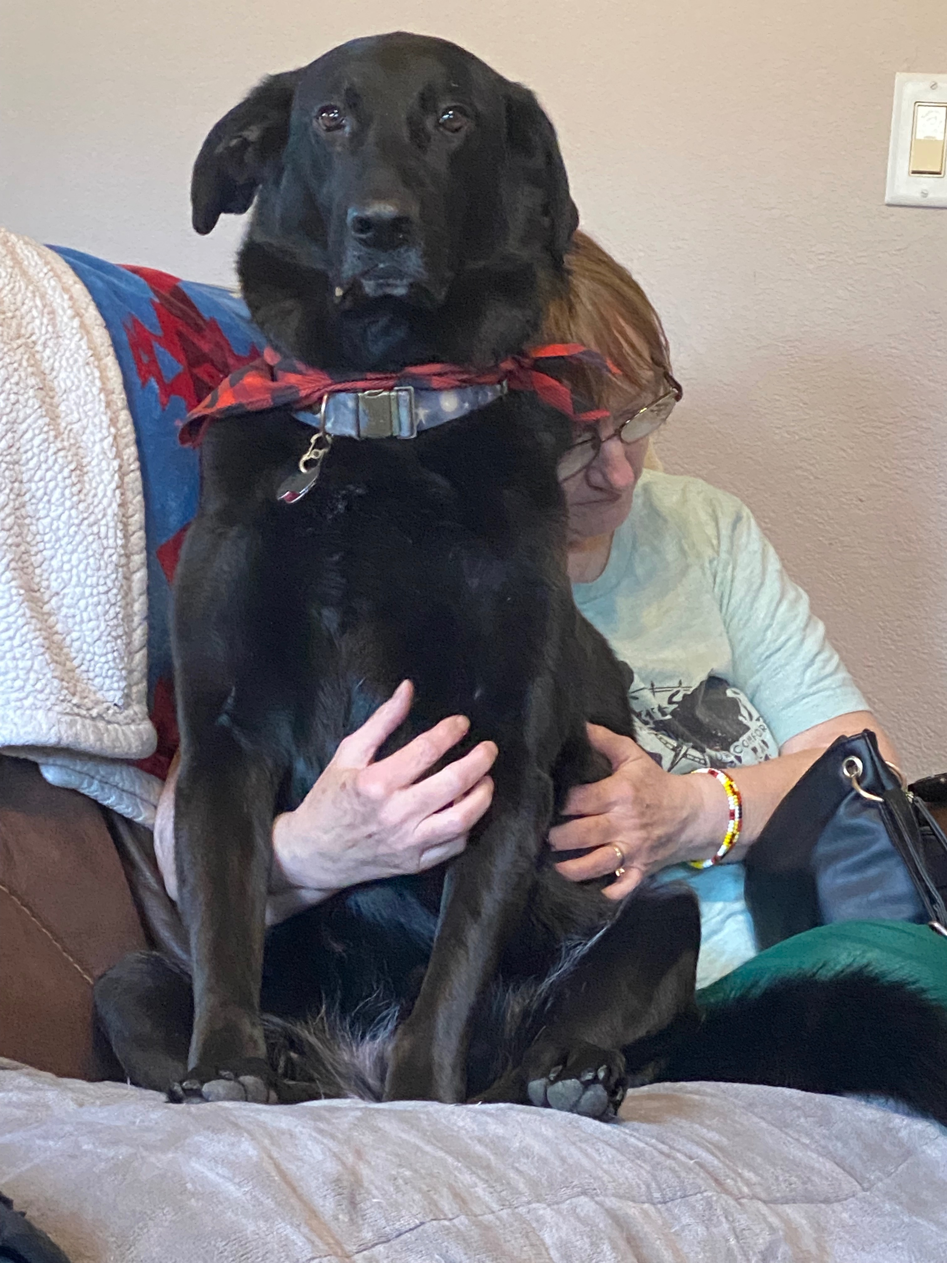 Emergency Surgery for Beloved Dog Shadow campaign photo, 2 of 8
