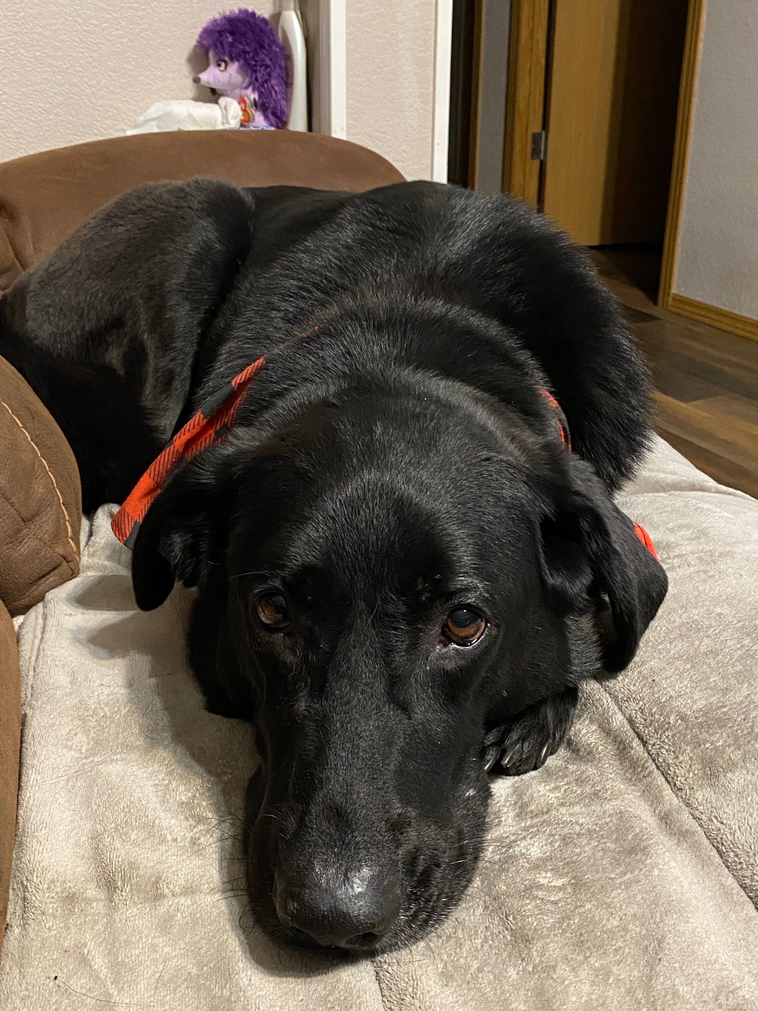 Emergency Surgery for Beloved Dog Shadow campaign photo, 4 of 8