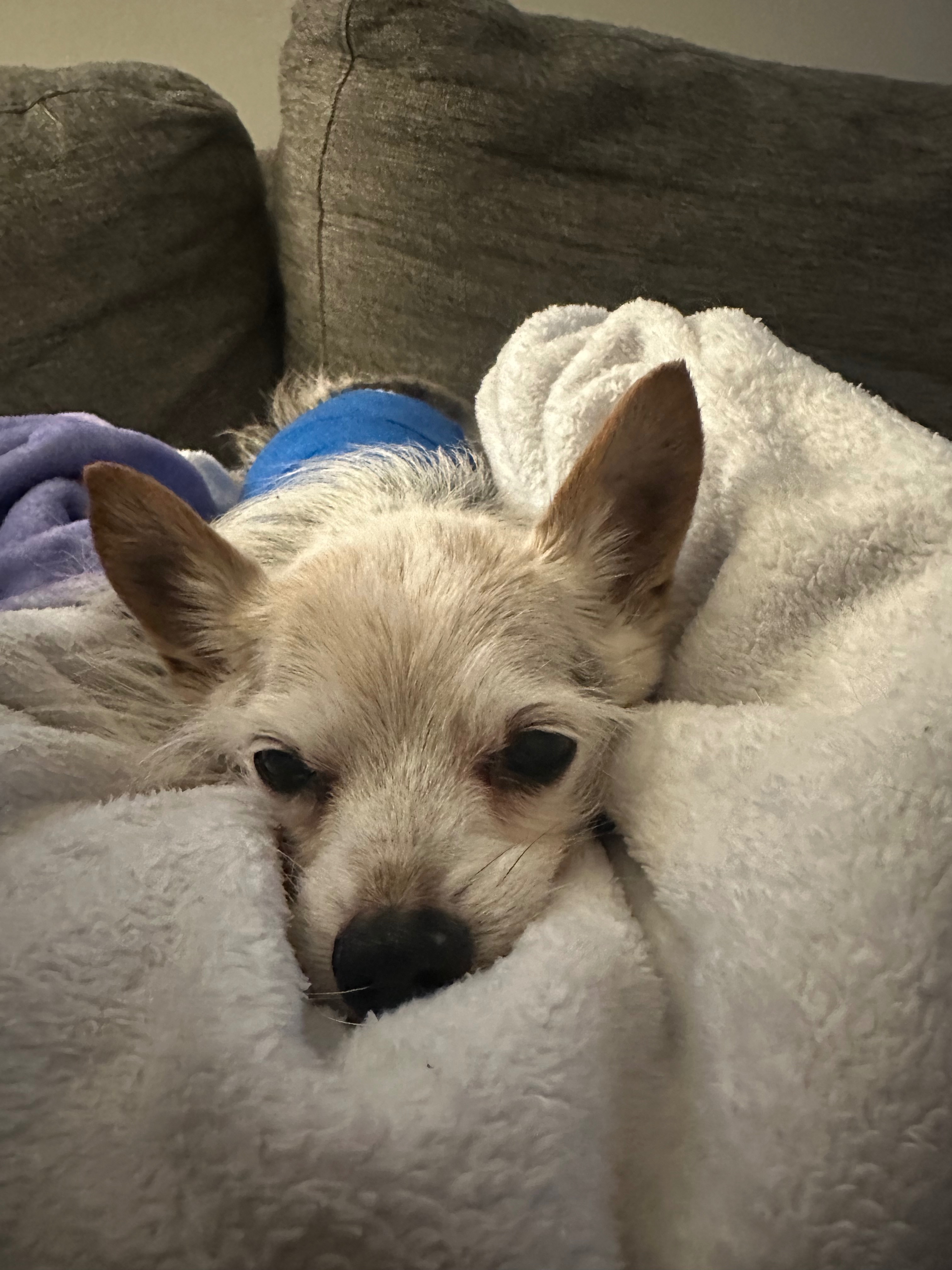 Donate to Noodle's Healing Journey campaign photo, 6 of 7