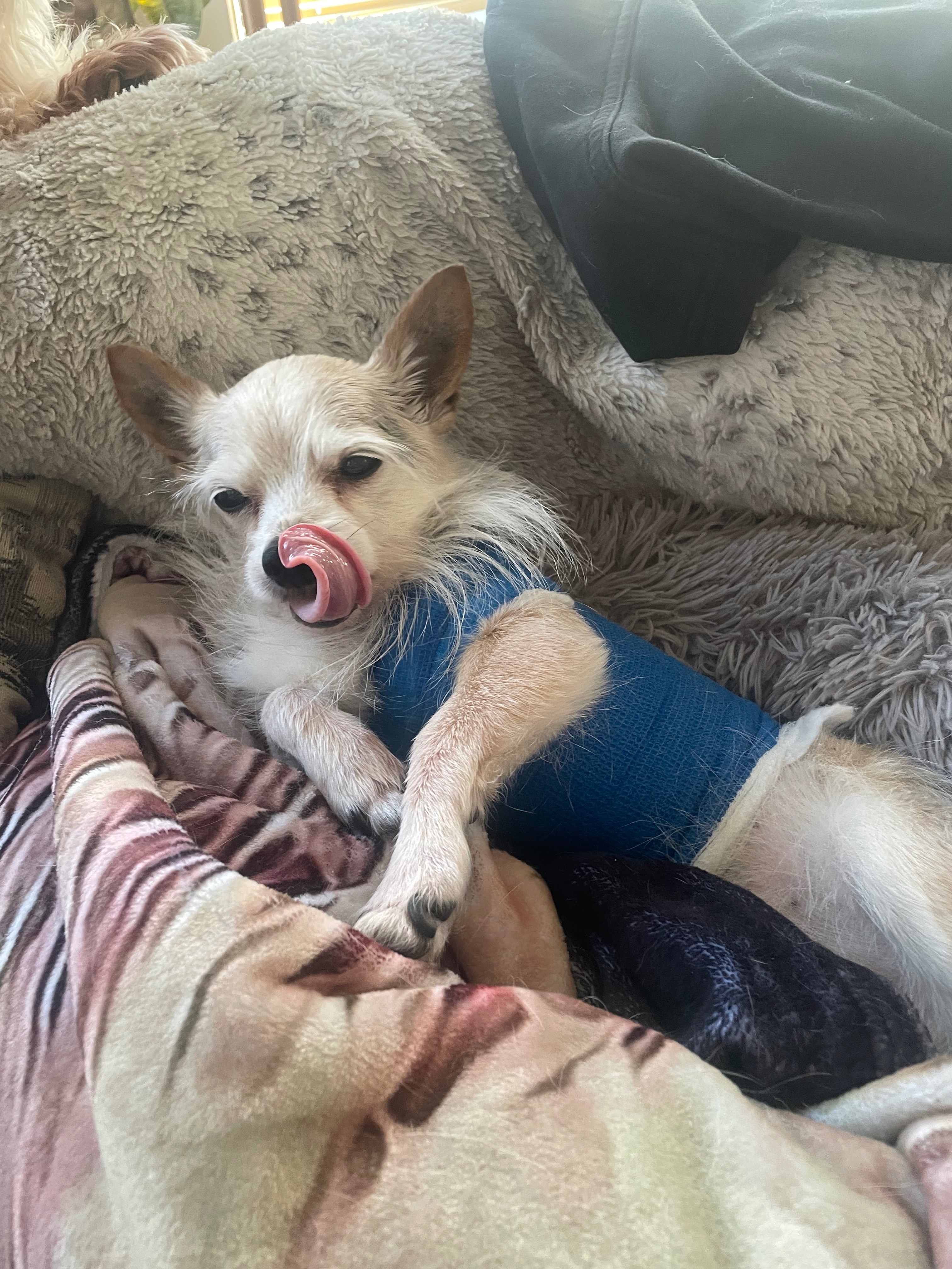 Donate to Noodle's Healing Journey campaign photo, 2 of 7