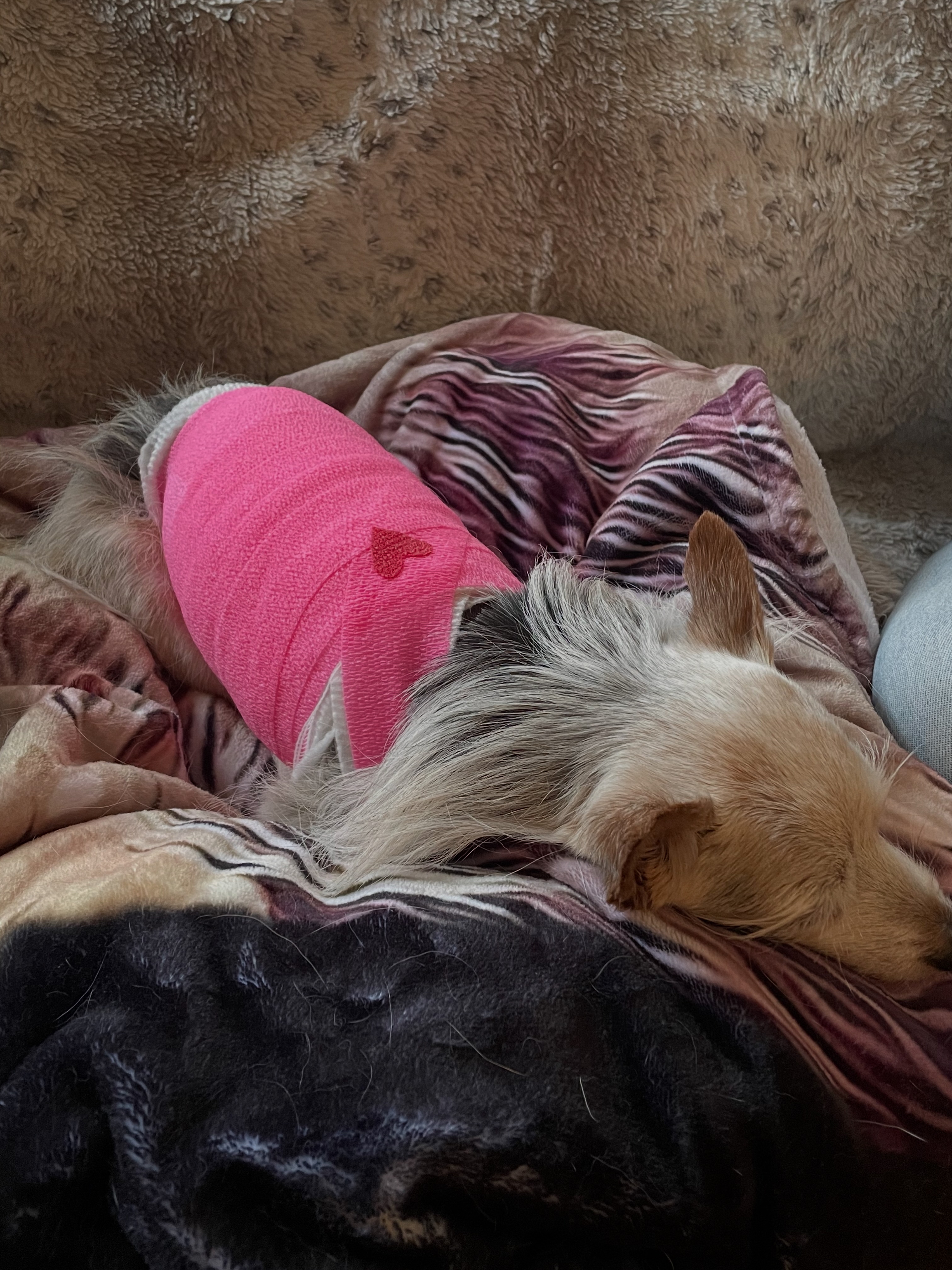 Donate to Noodle's Healing Journey campaign photo, 4 of 7
