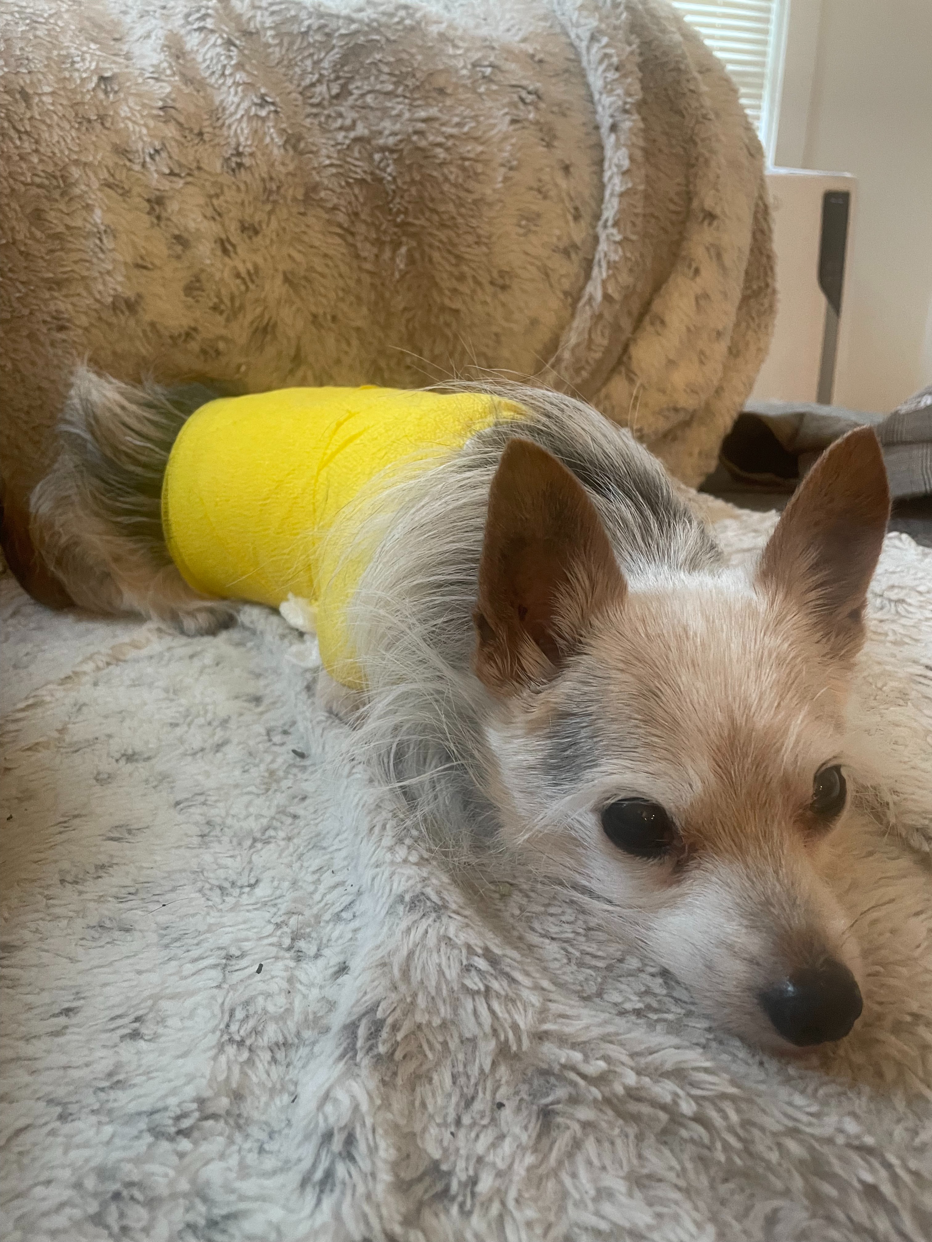 Donate to Noodle's Healing Journey campaign photo, 5 of 7