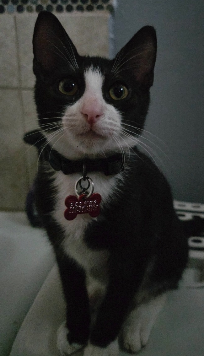 Save Parker: Urgent Treatment Needed campaign photo, 7 of 8