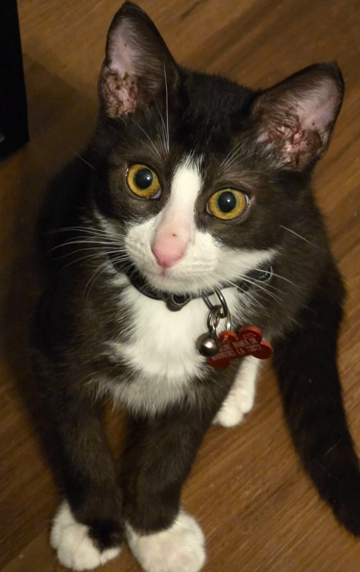 Save Parker: Urgent Treatment Needed campaign photo, 4 of 8