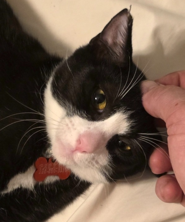 Save Parker: Urgent Treatment Needed campaign photo, 2 of 8