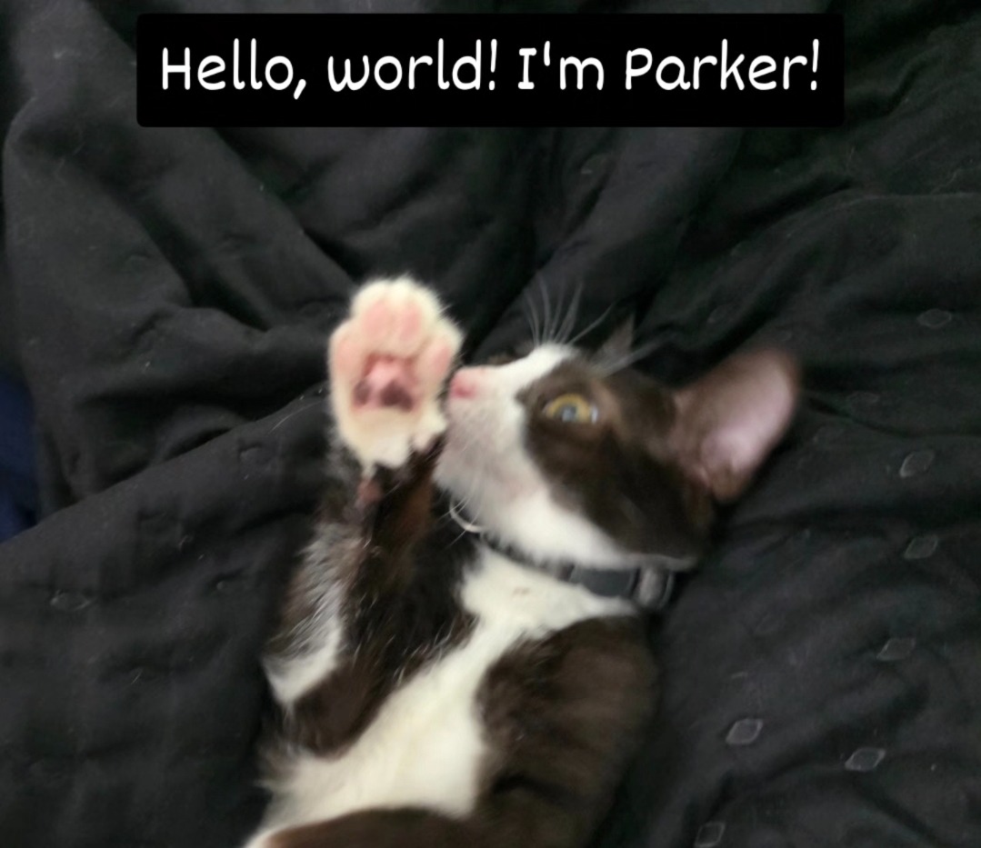 Save Parker: Urgent Treatment Needed campaign photo, 5 of 8