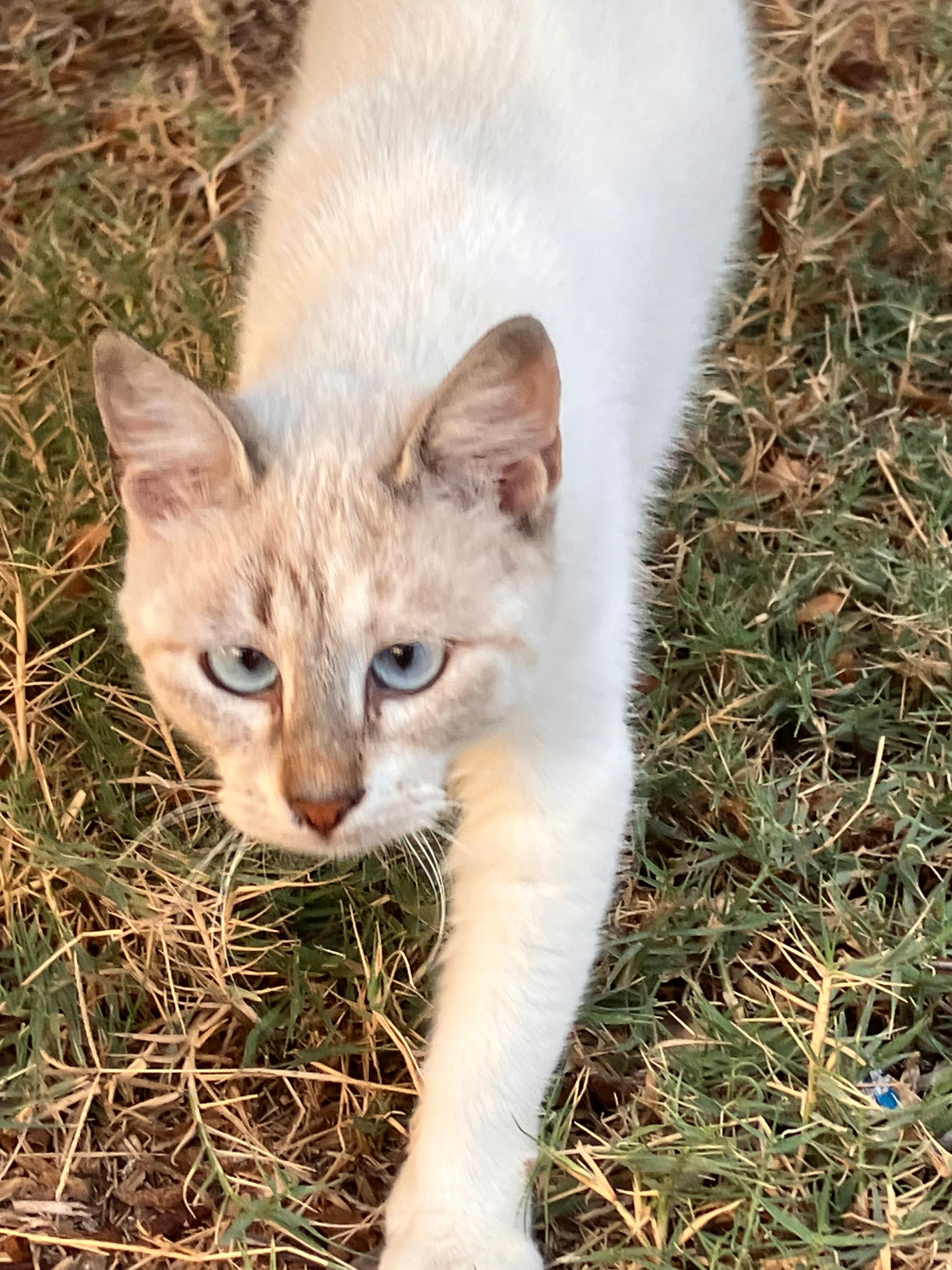 Helios Monastir Cat Project campaign photo, 6 of 7