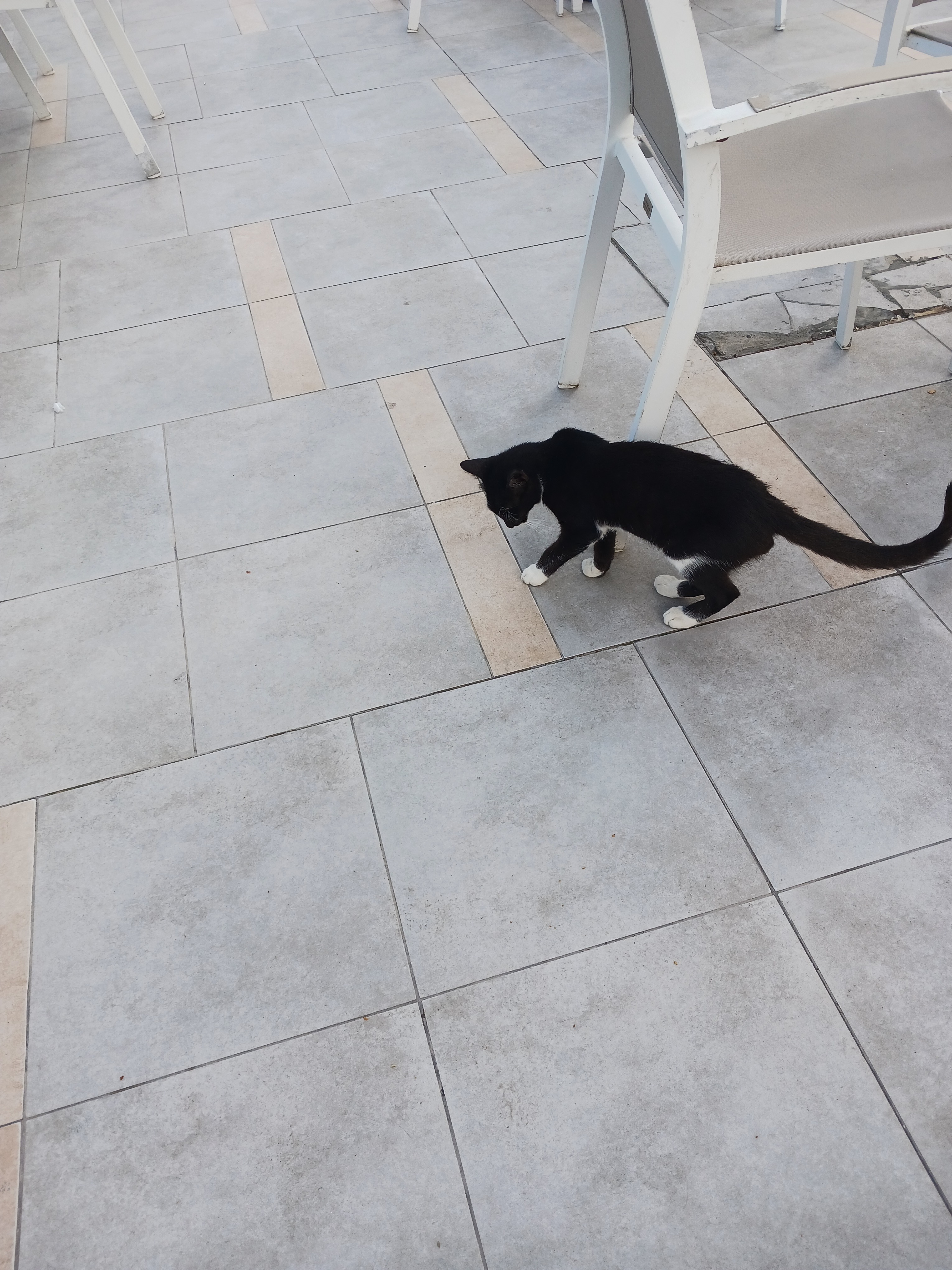 Helios Monastir Cat Project campaign photo, 2 of 7