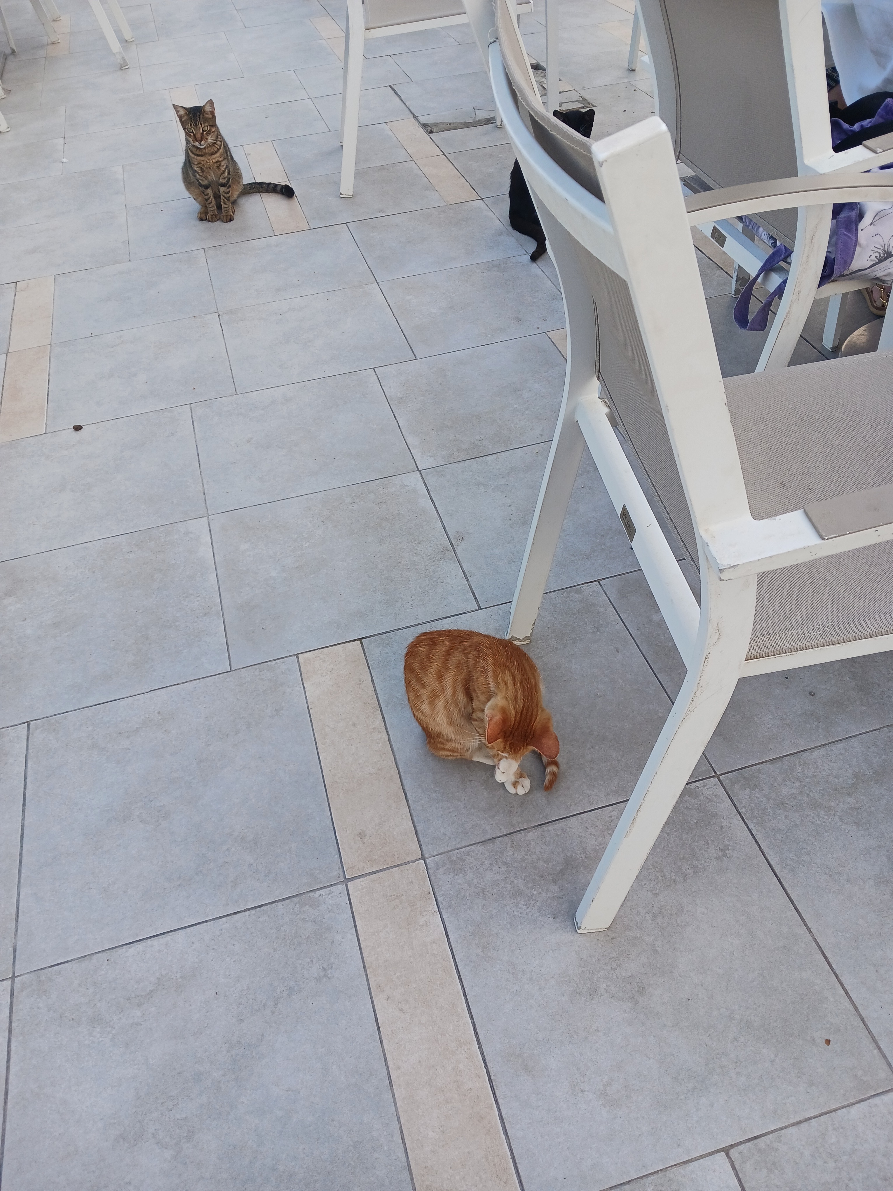 Helios Monastir Cat Project campaign photo, 4 of 7