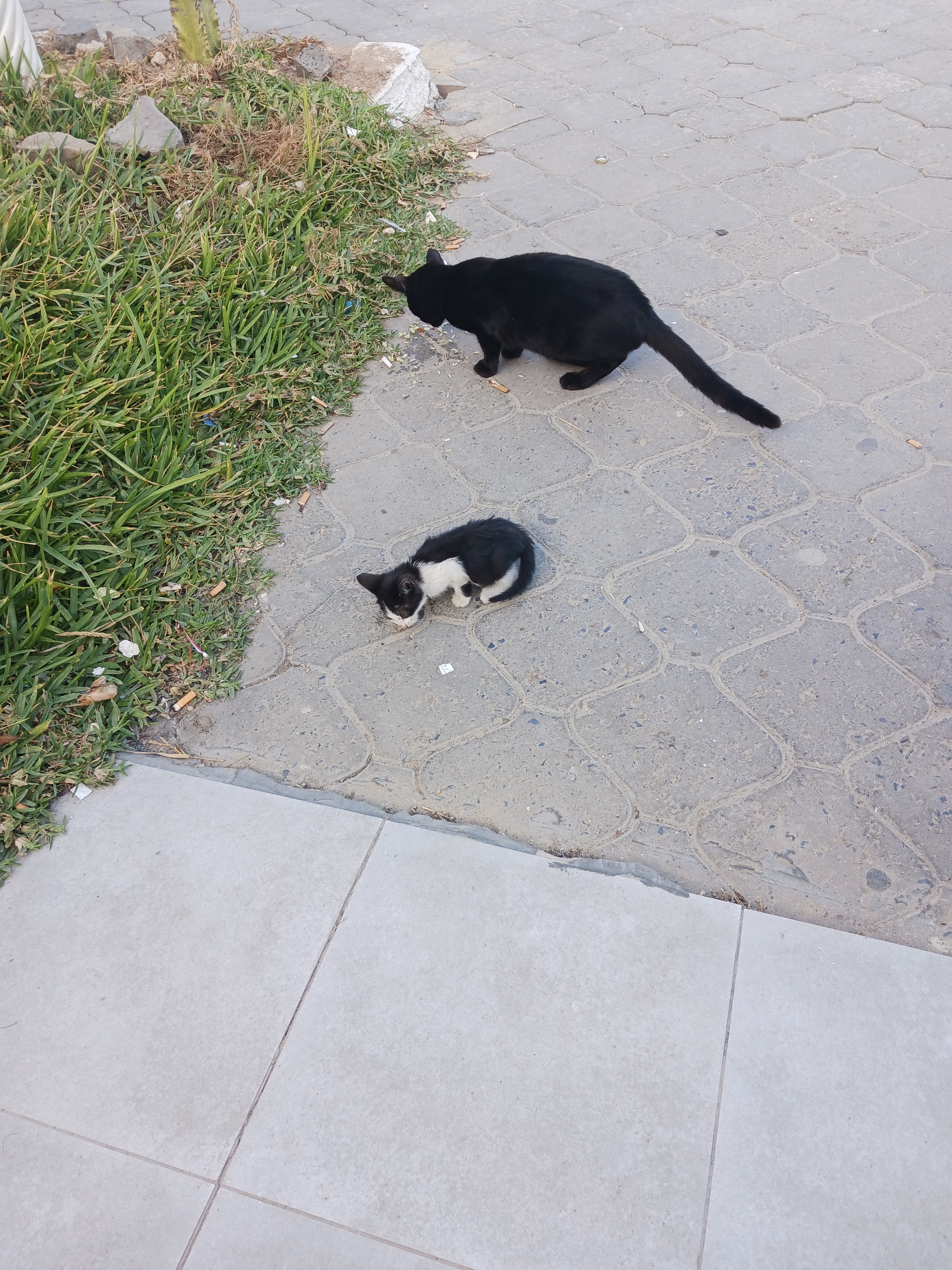 Helios Monastir Cat Project campaign photo, 5 of 7
