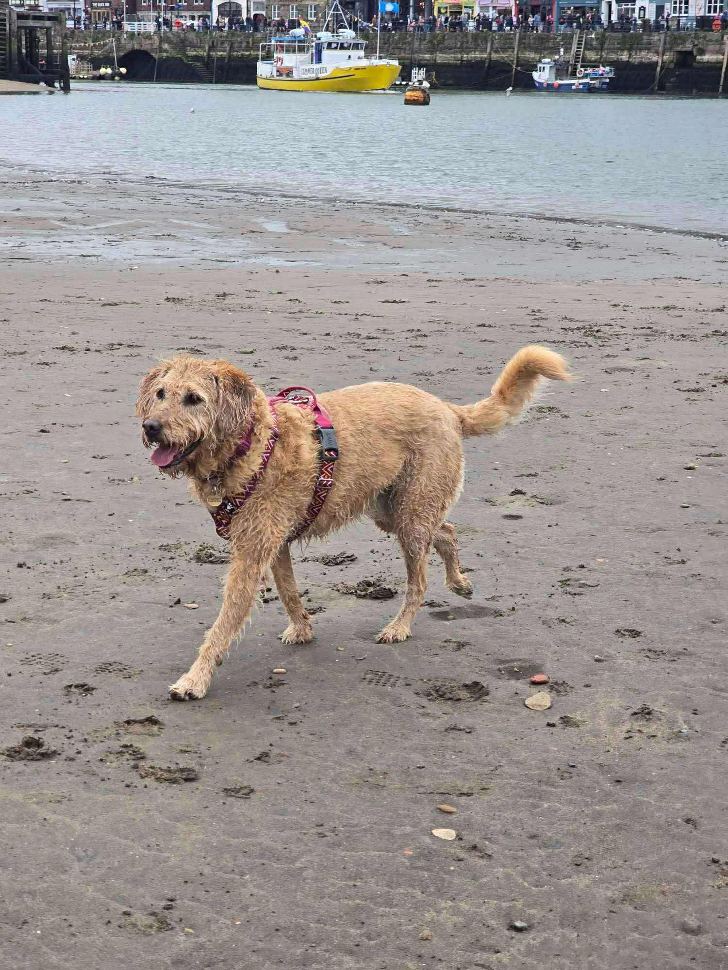 Help Lizzies Tumour Removal campaign photo, 2 of 8