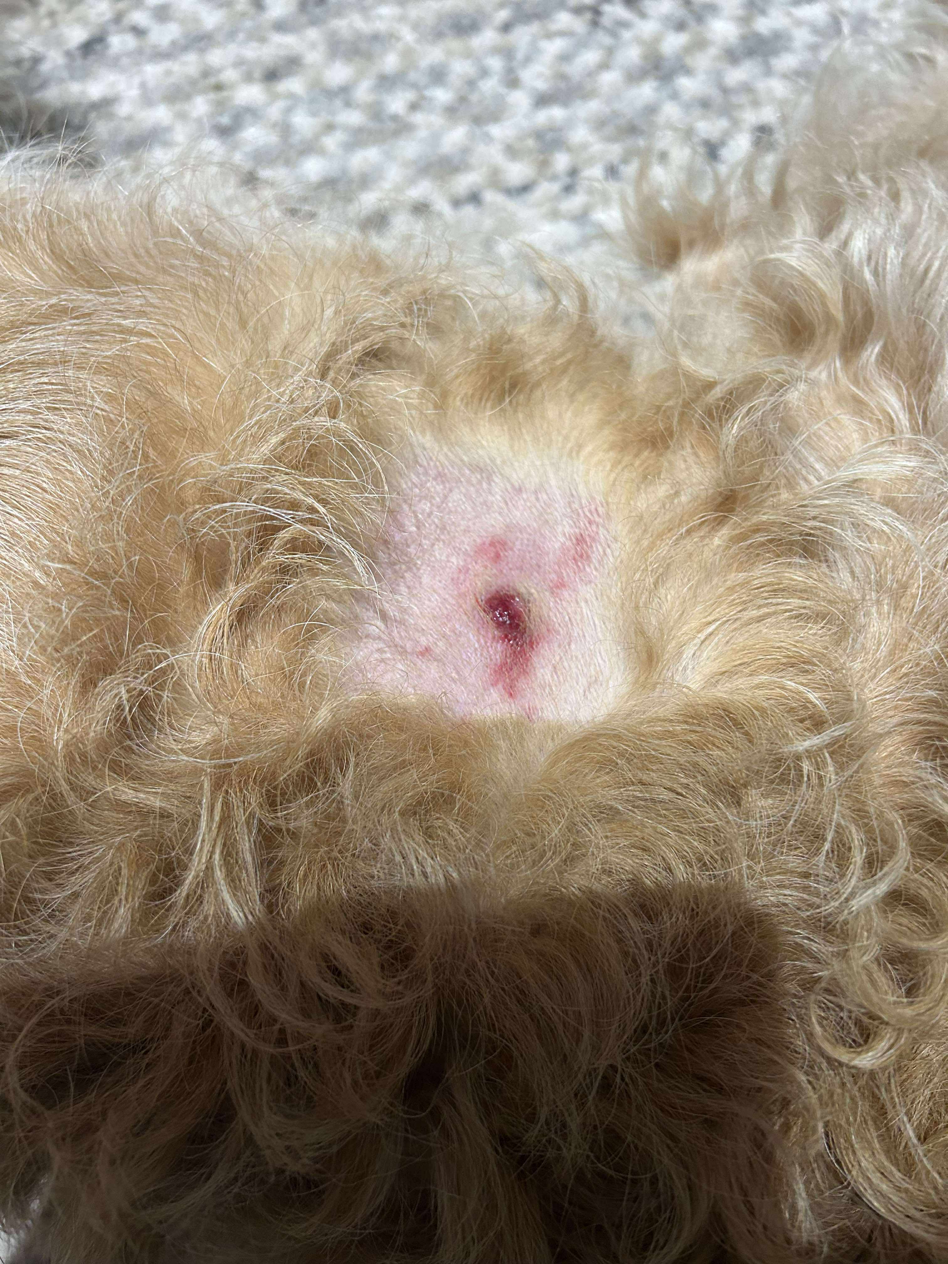 Help Lizzies Tumour Removal campaign photo, 4 of 8