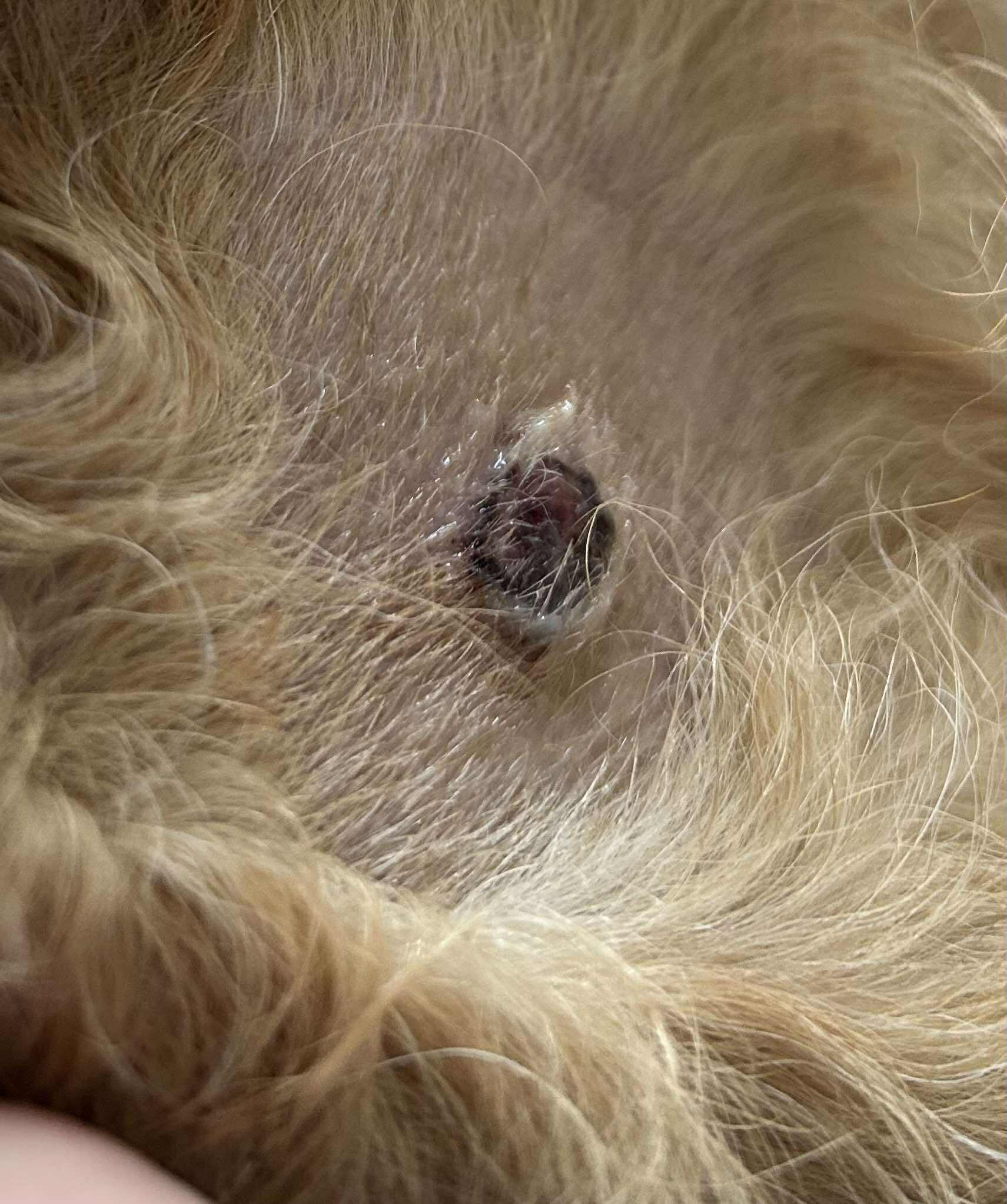 Help Lizzies Tumour Removal campaign photo, 5 of 8