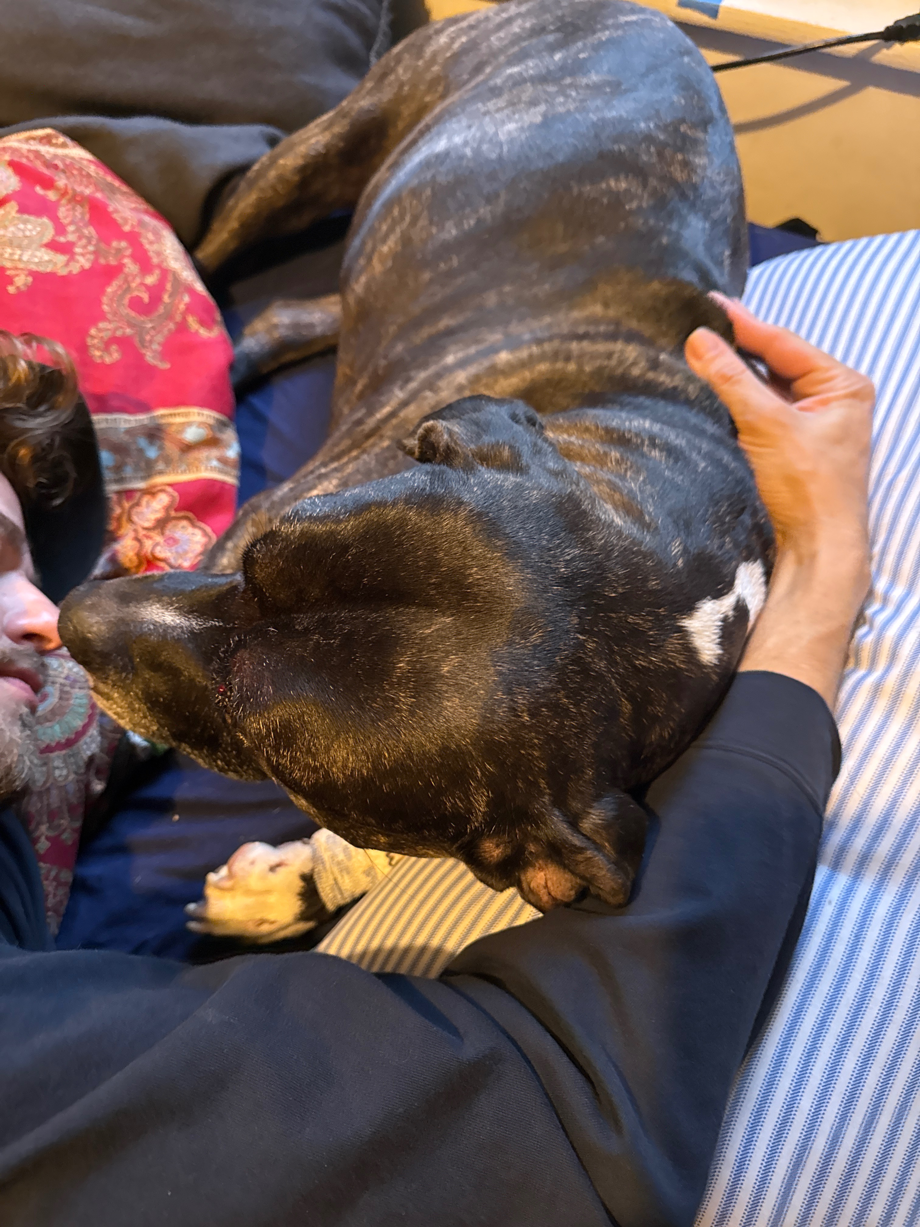 Help Bella Heal After a Terrible Accident ❤️ campaign photo, 2 of 4