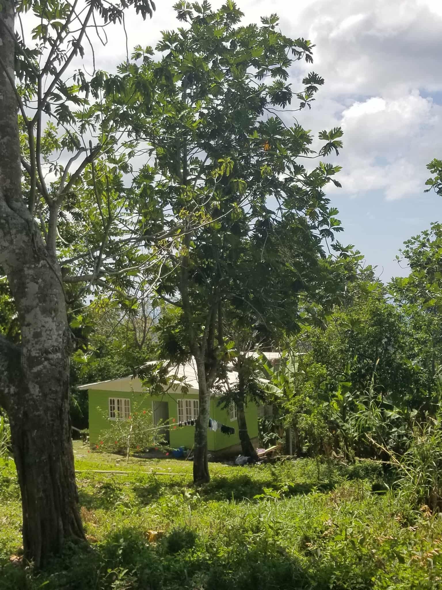 Urgent Relief for the Quest Family in Jamaica campaign photo, 7 of 8