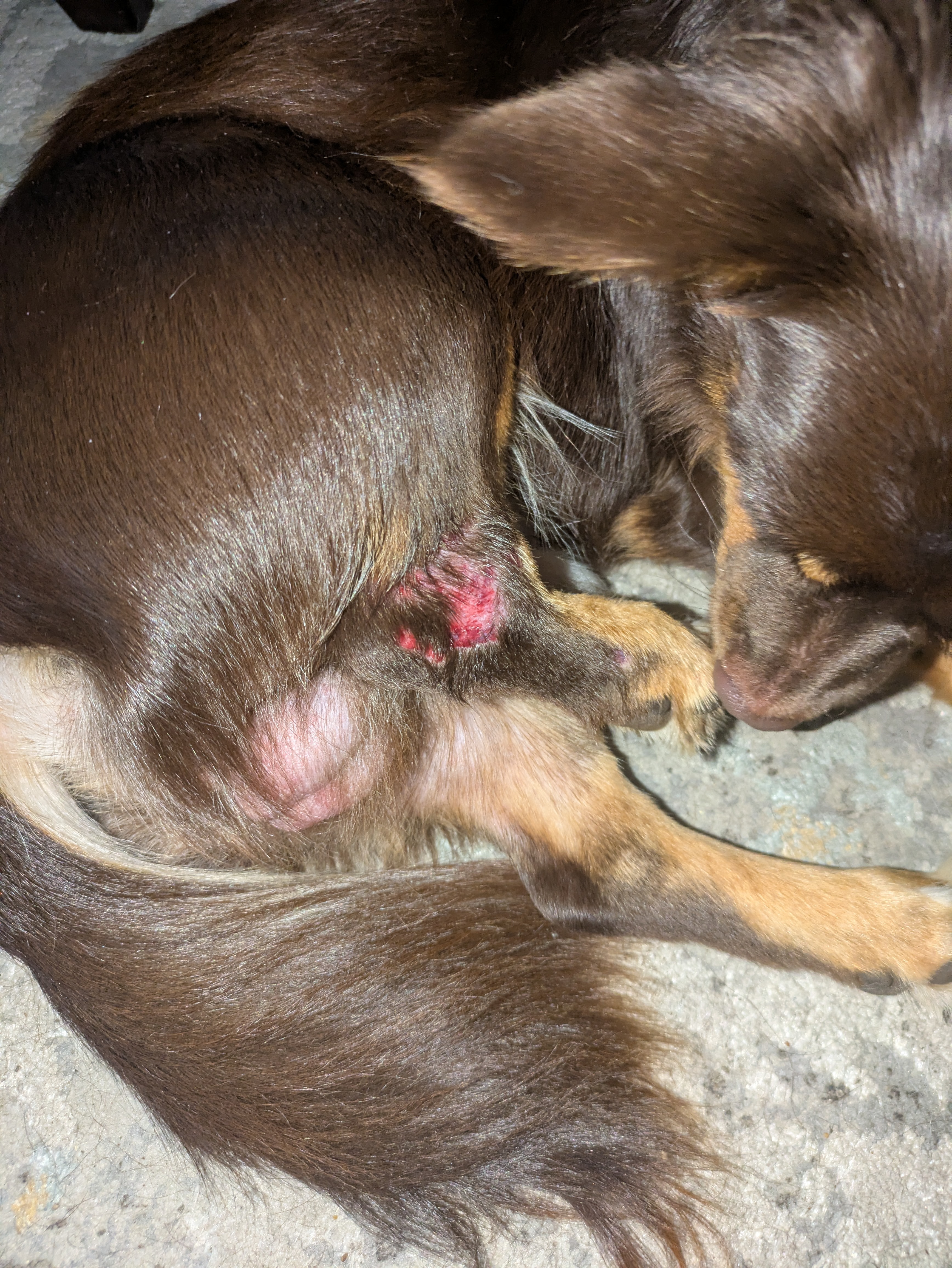 Help ranger after being hit by car. campaign photo, 4 of 4