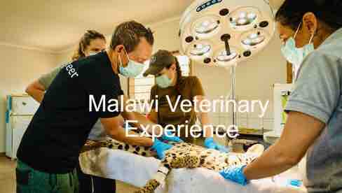 African Wildlife Veterinary Experience Volunteer