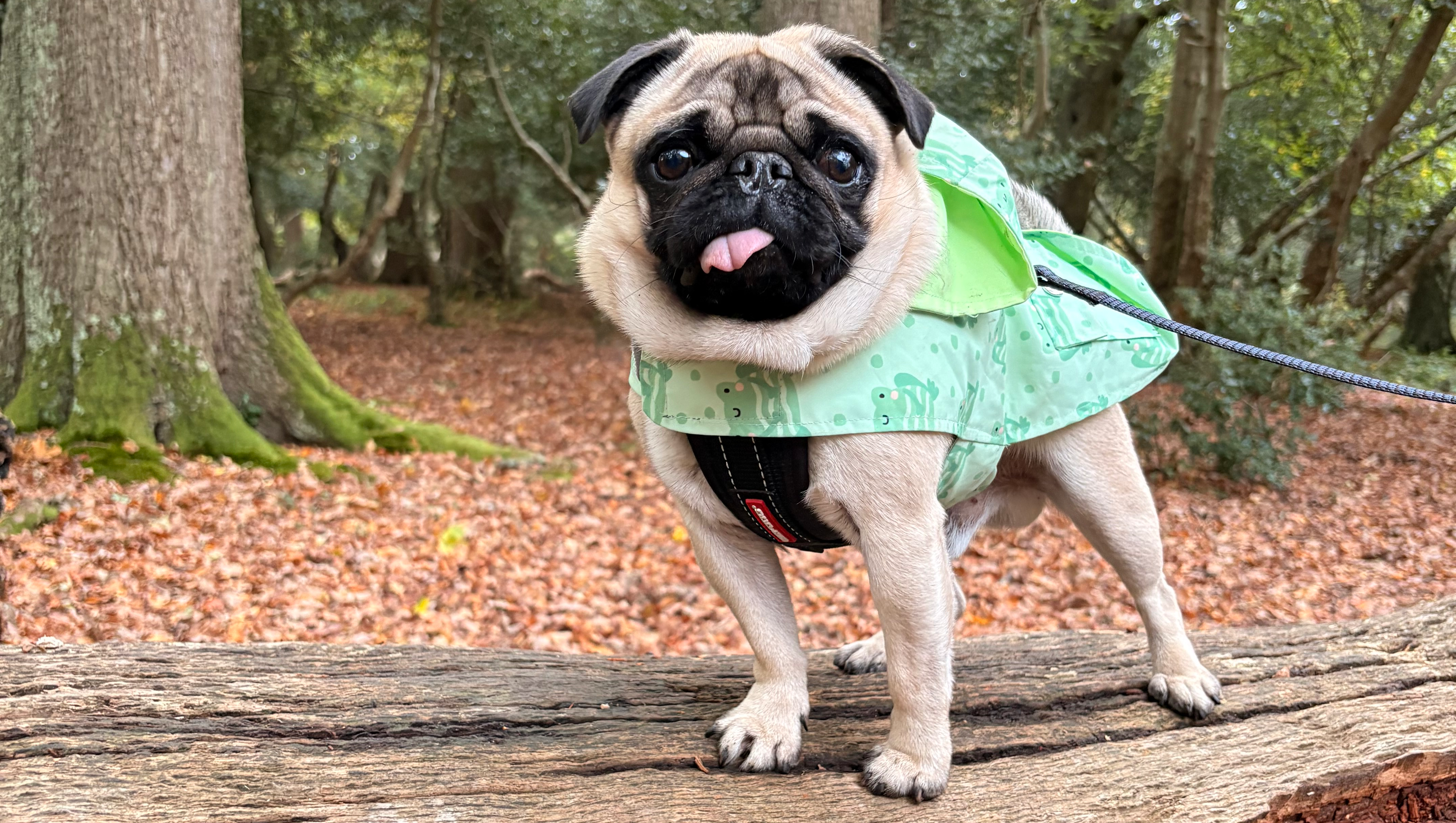 BOAS Surgery. Help Marvin Breathe Easy.