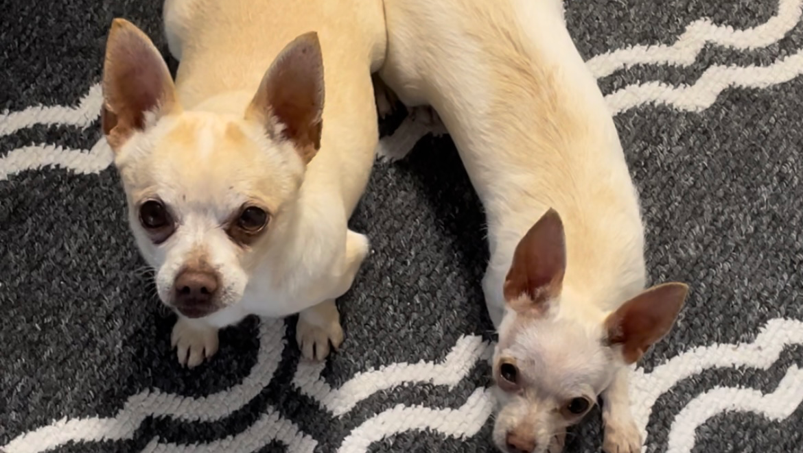 Help Mickey Get the Surgery That Could Save His Life photo