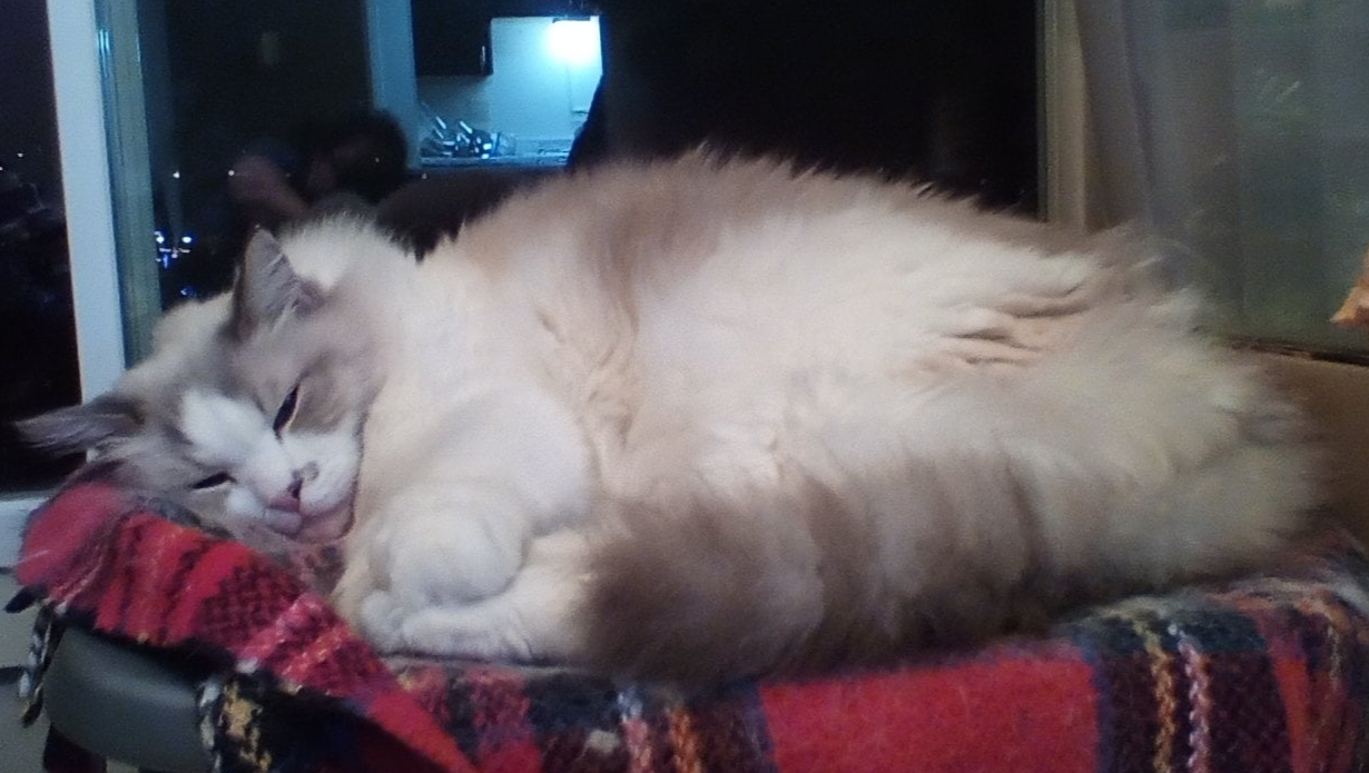 Smokey and Nicole need your help! photo