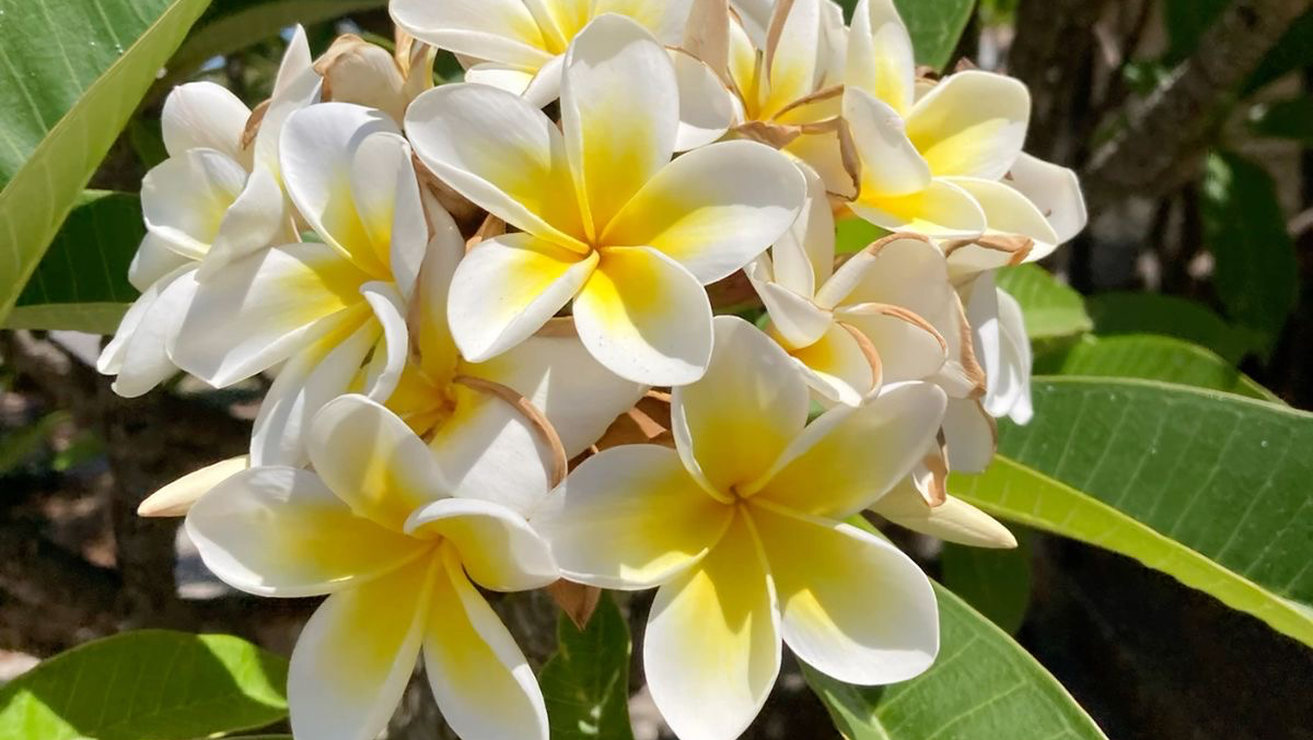 Send Mom to Hawaii for Lola's Farewell photo