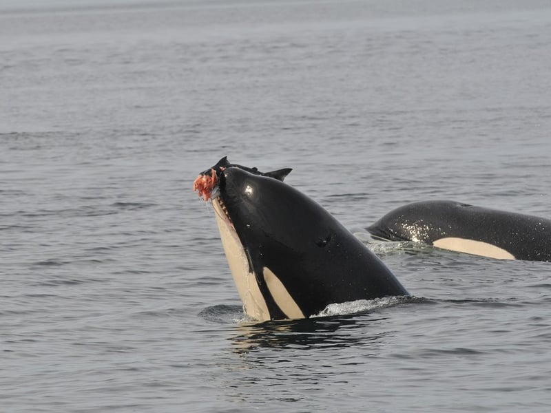 Critical Endangered Orca last lifeline campaign photo, 7 of 8